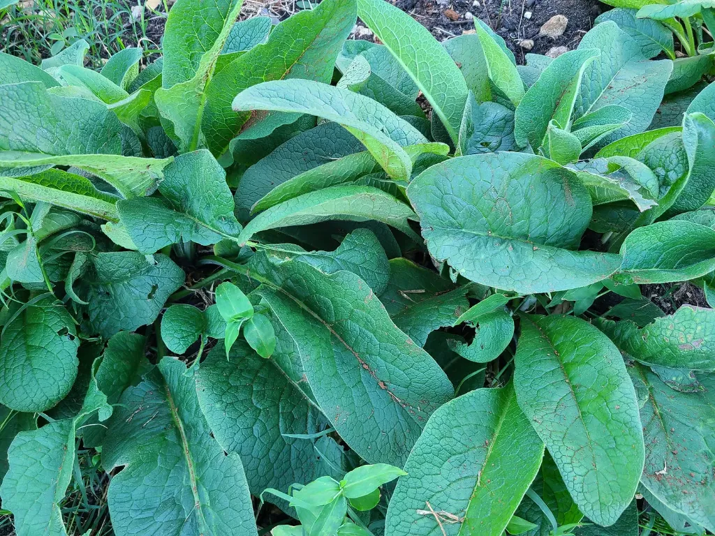 Planta de Consuelda Mayor