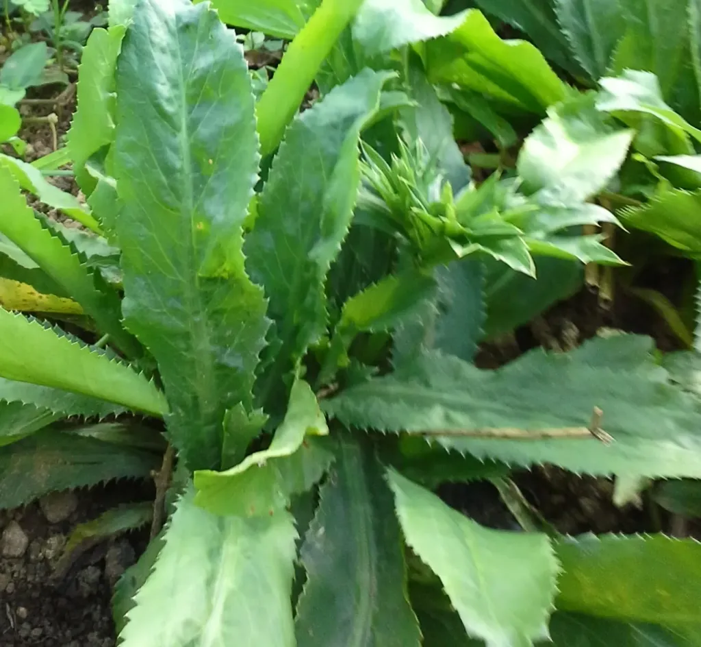 Planta de Culantro/Recao