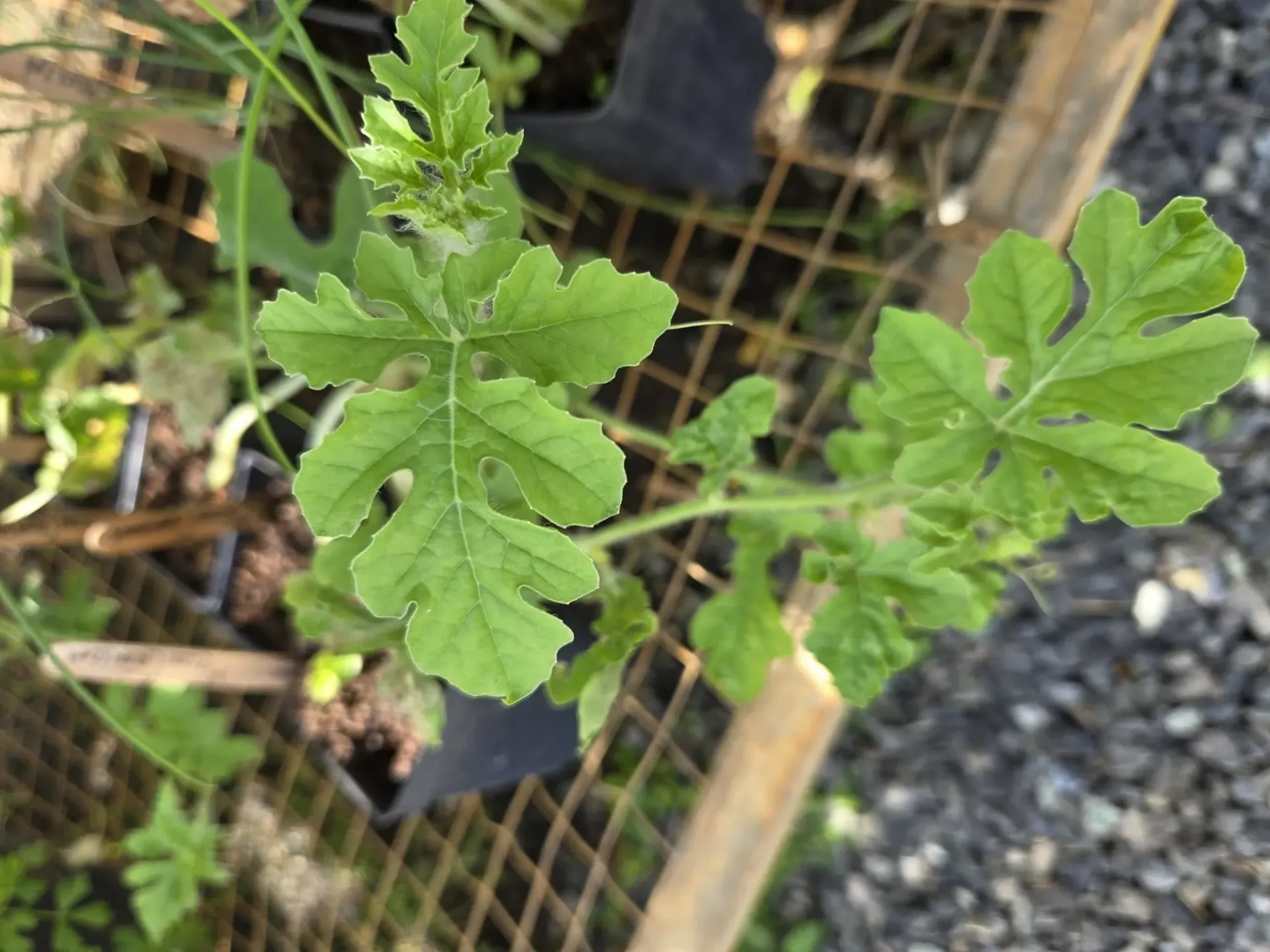 Planta de Melon
