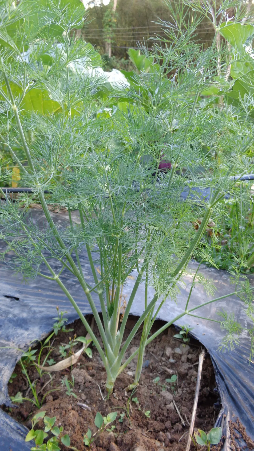 Planta de Eneldo/Dill