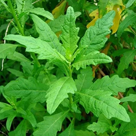 Planta de Epazote