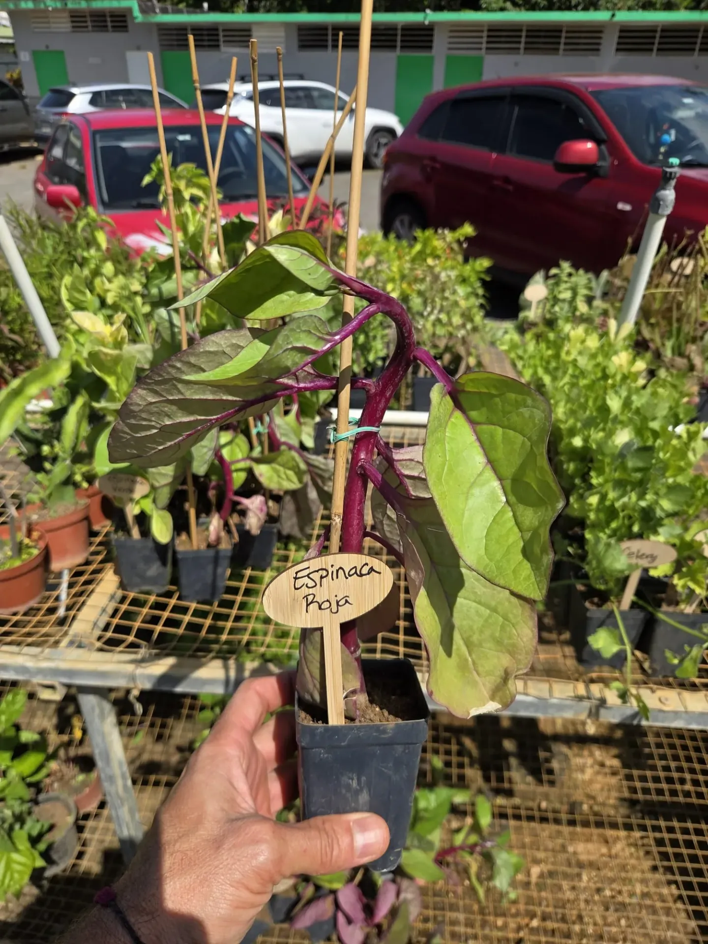 Planta de Espinaca Roja