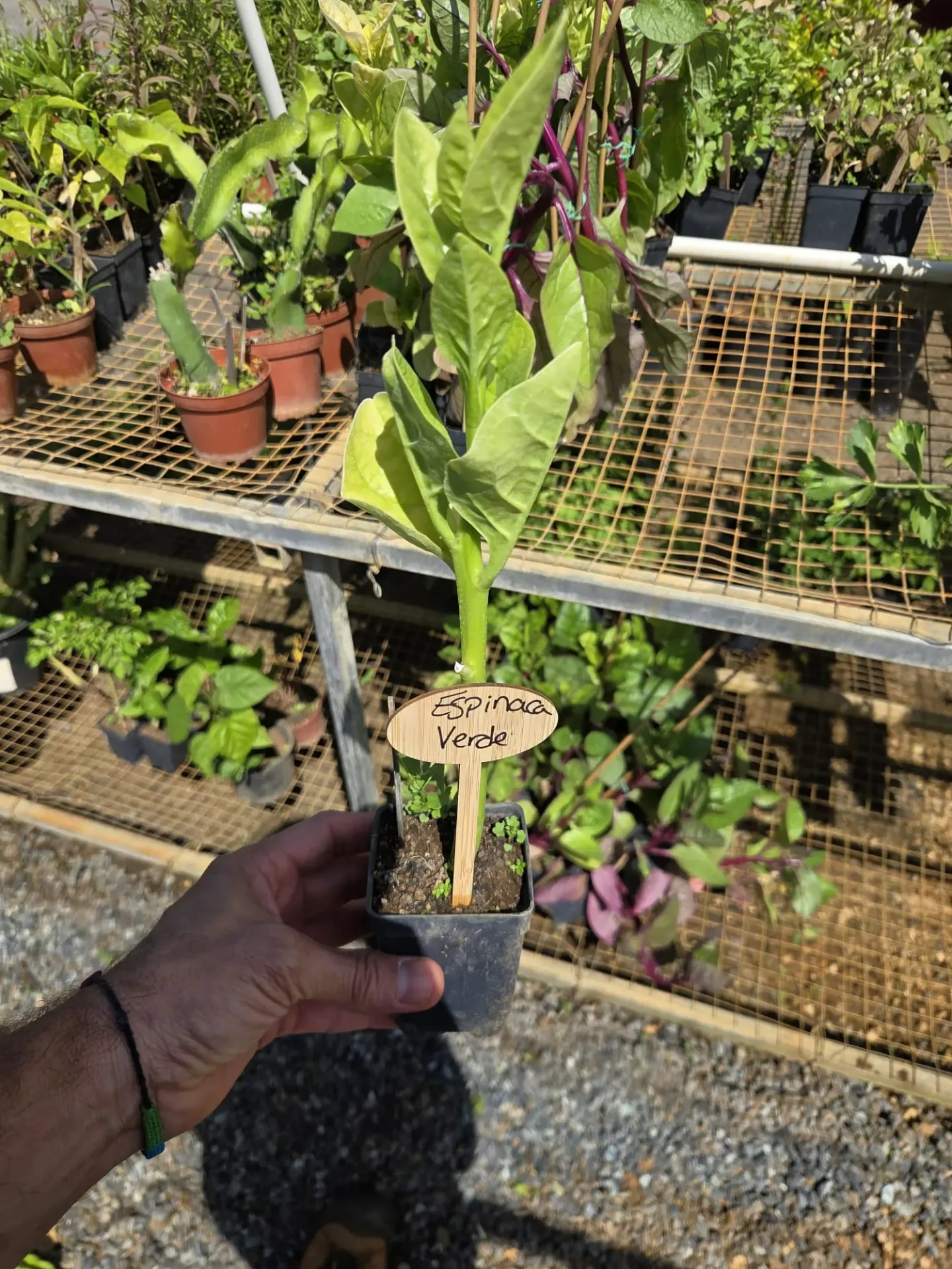 Planta de Espinaca Verde