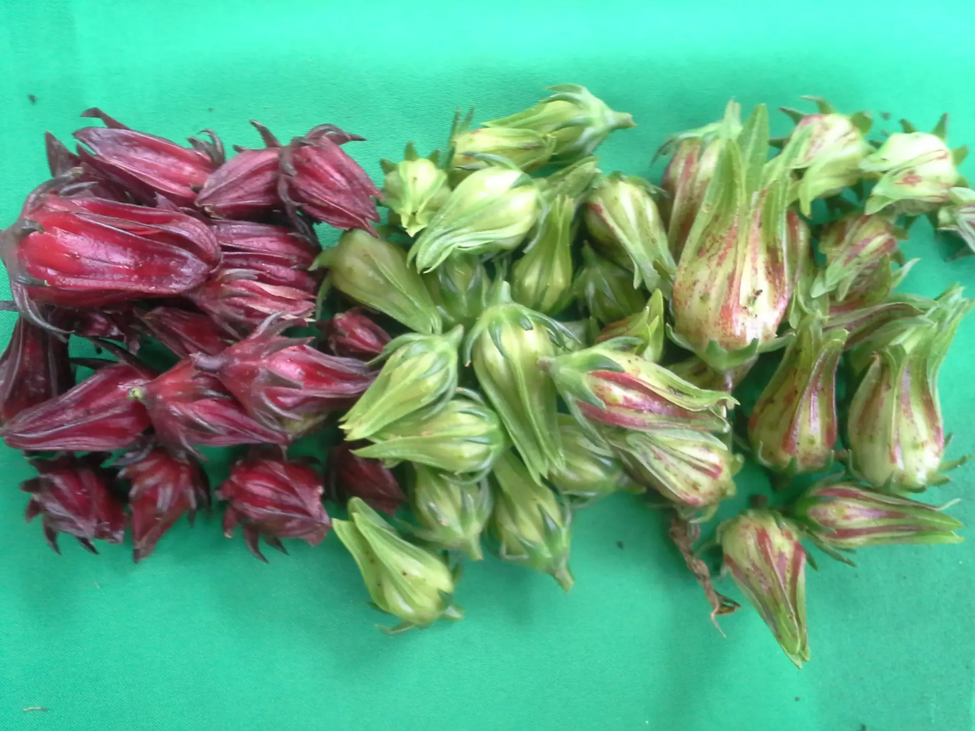 Planta de Flor de Jamaica
