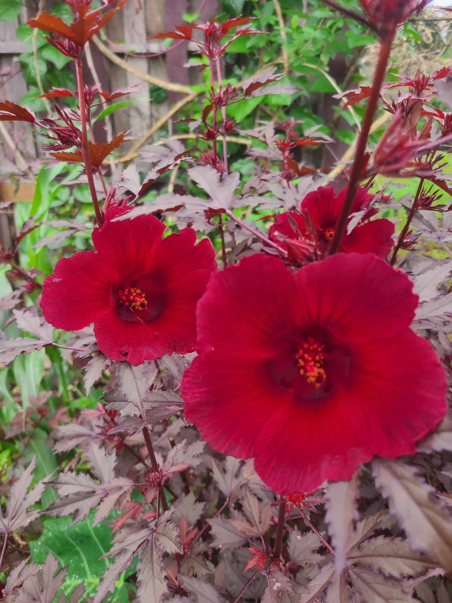 Planta de Flor de Jamaica Roja