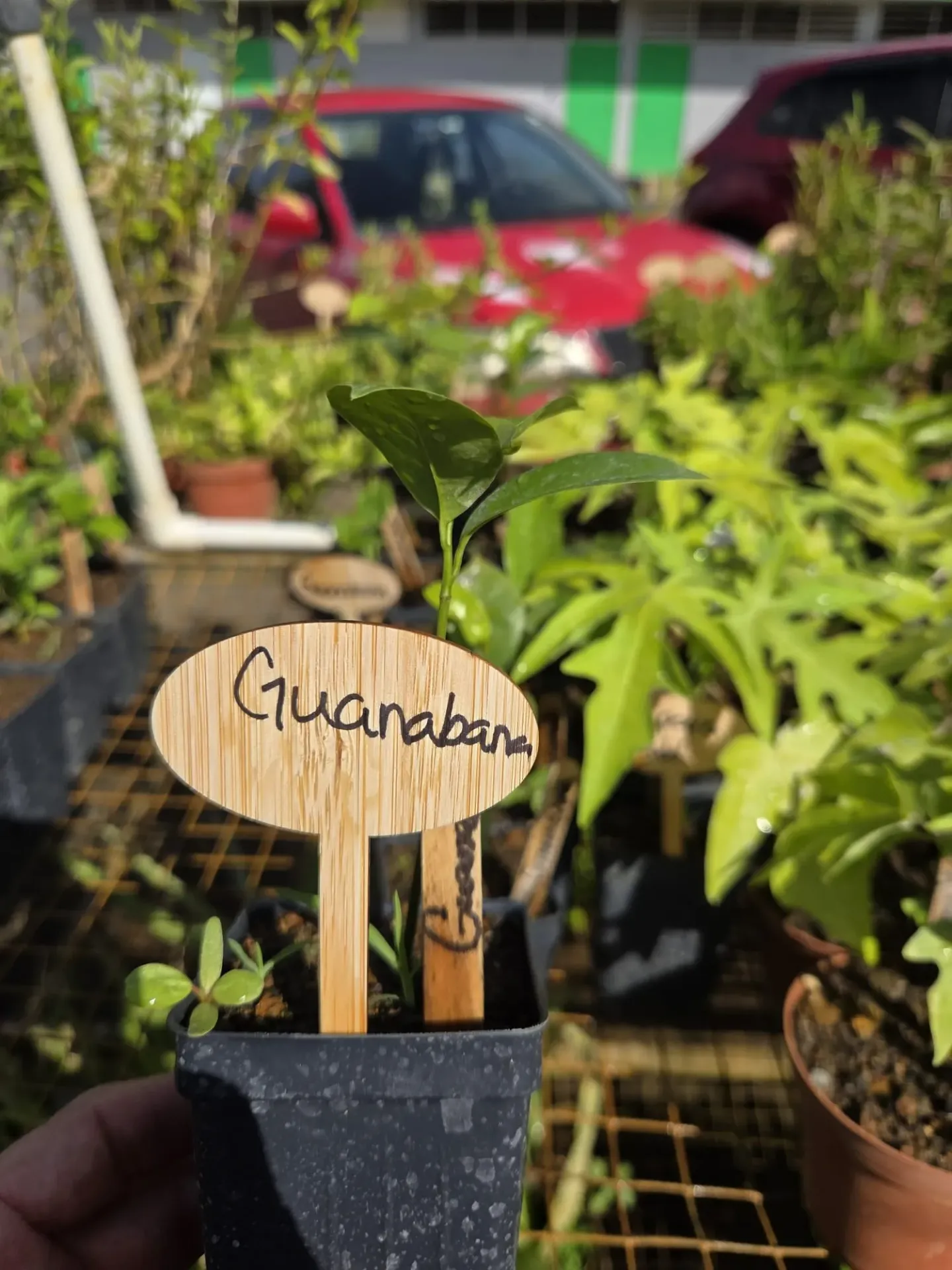 Planta de Guanabana peqeñas