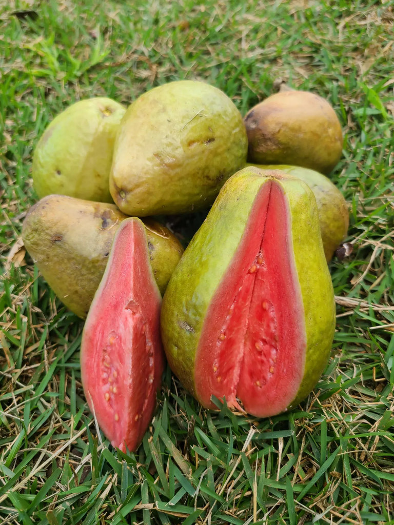 Planta de Guayaba