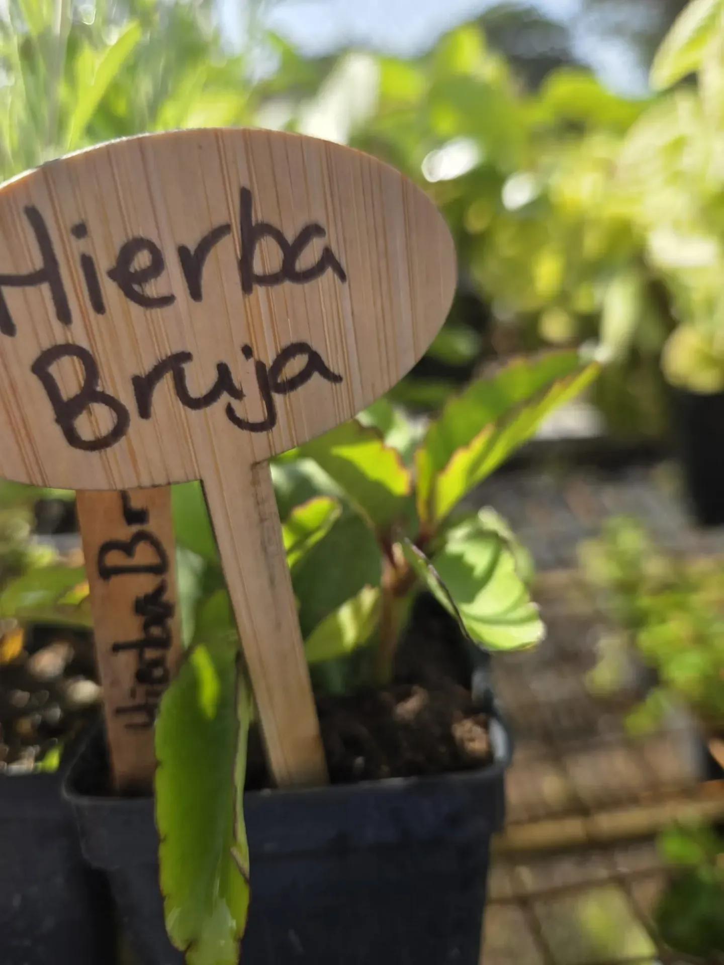 Planta de Hierba Bruja