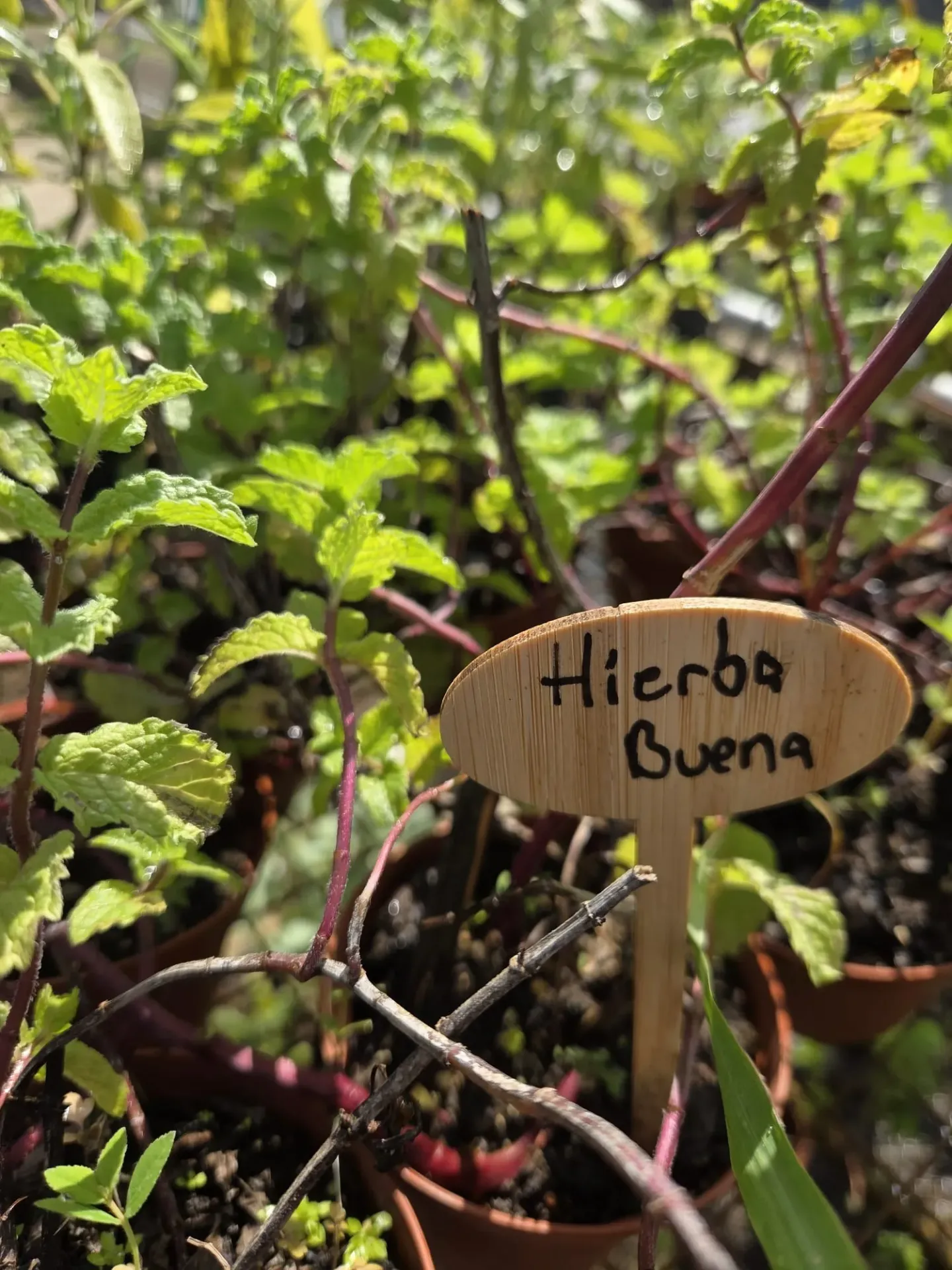 Planta de Hierba Buena