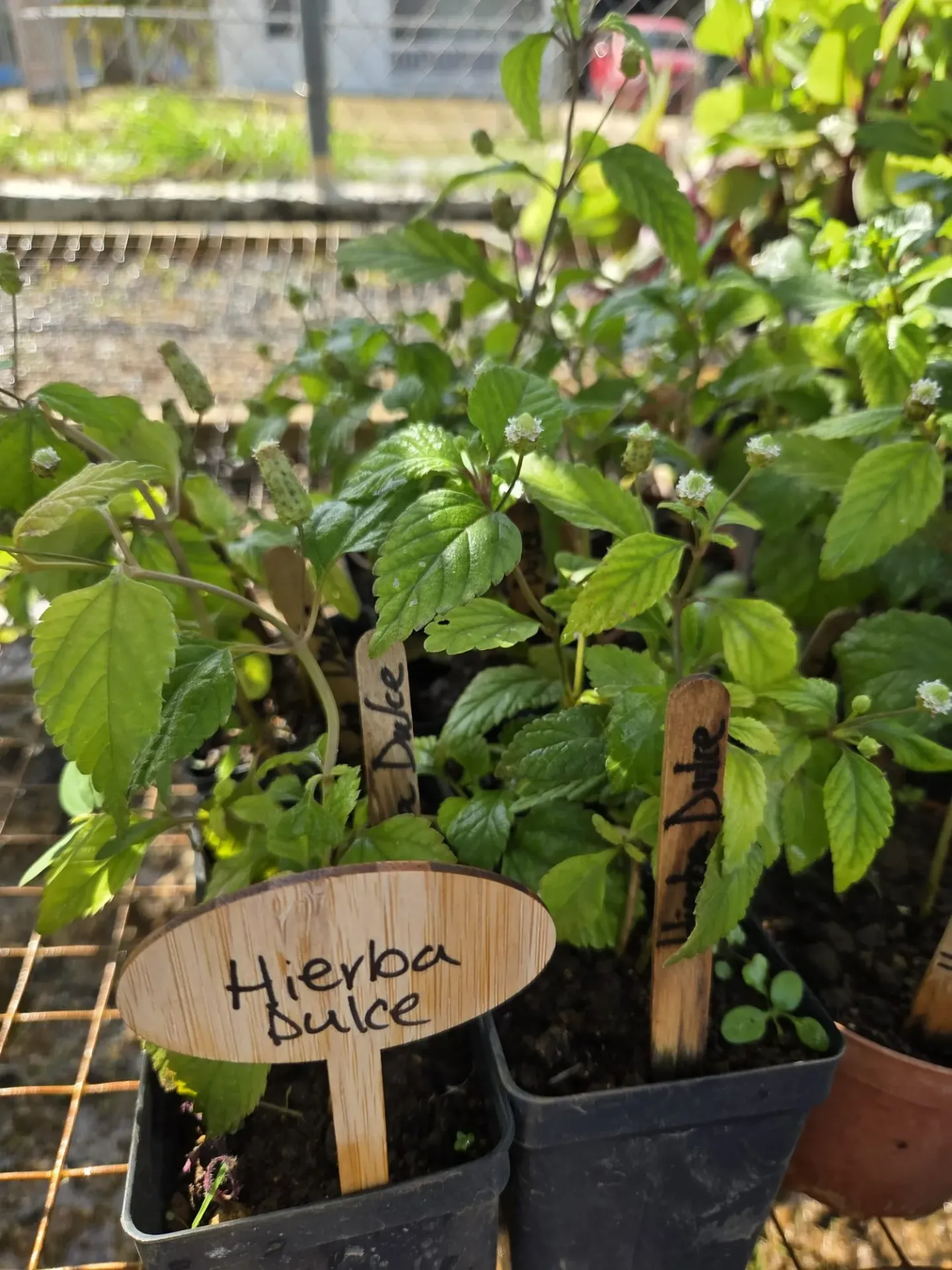 Planta de Hierba Buena 5
