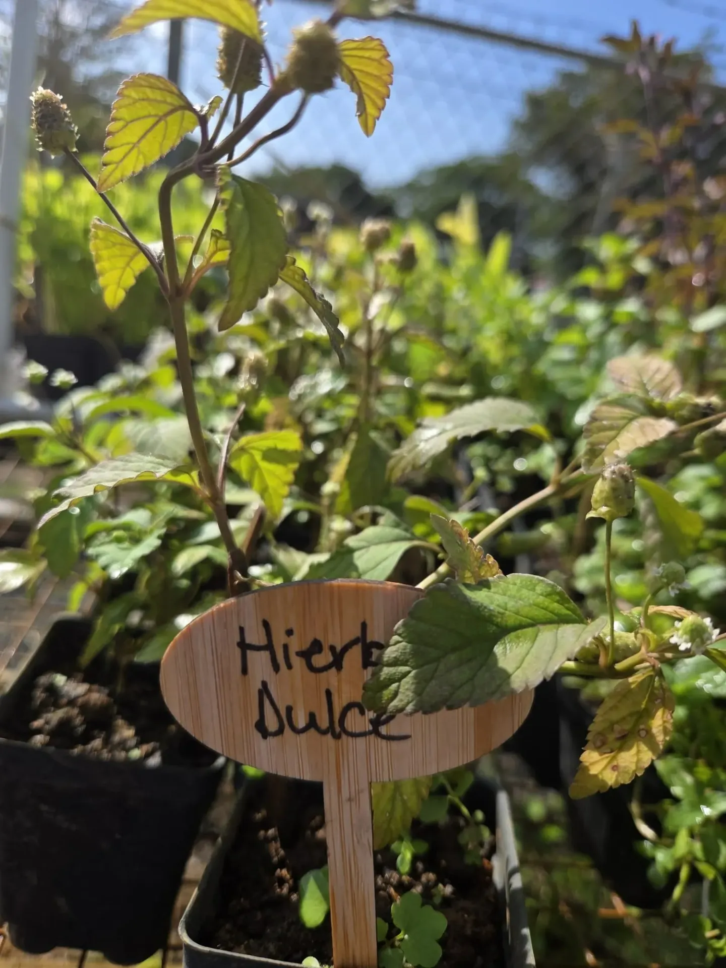 Planta de Hierba Dulce