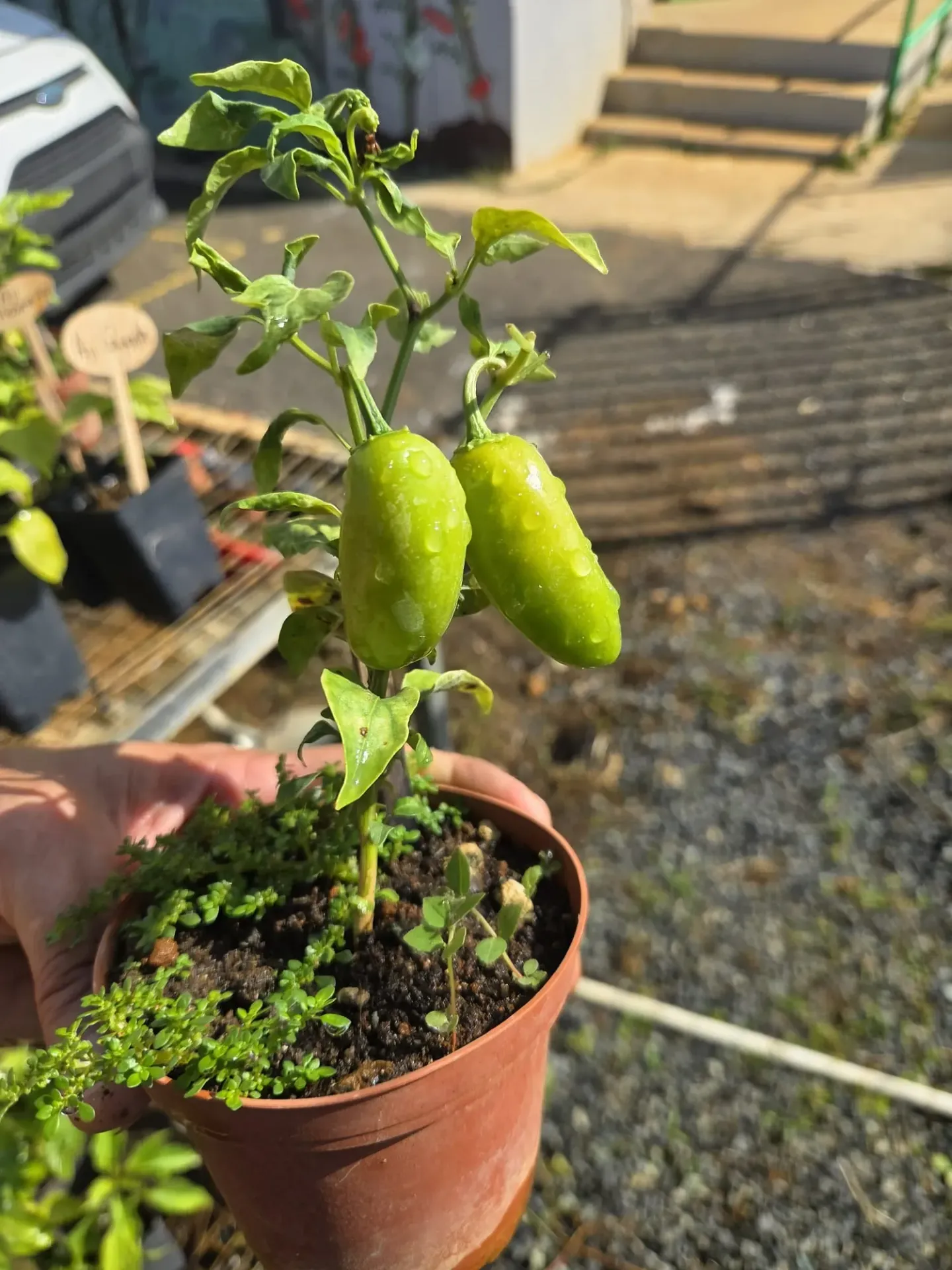 Planta de Jalapeño