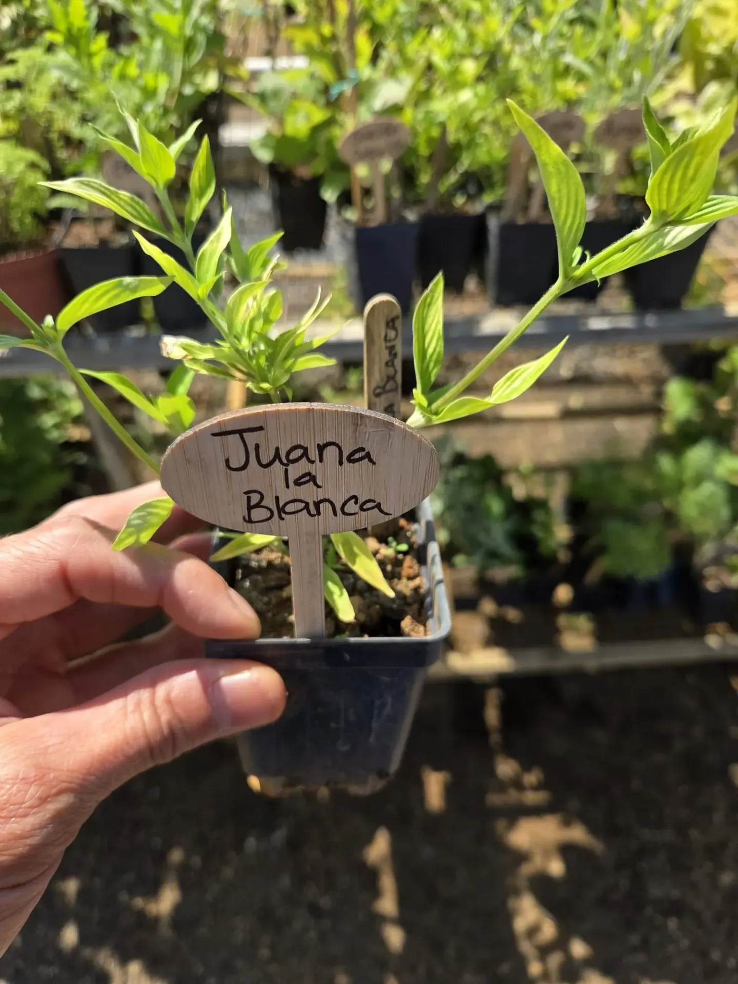 Planta de Juana la Blanca