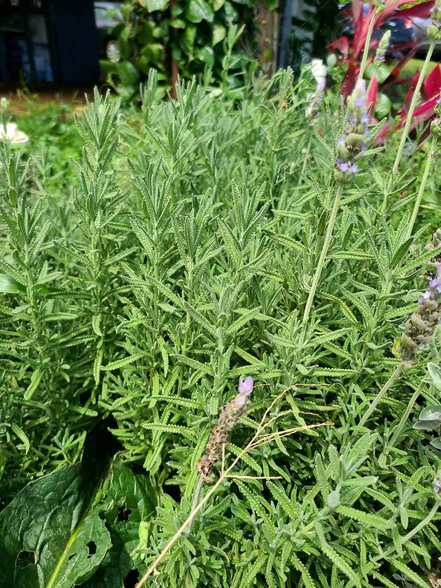 Planta de Lavanda 8"