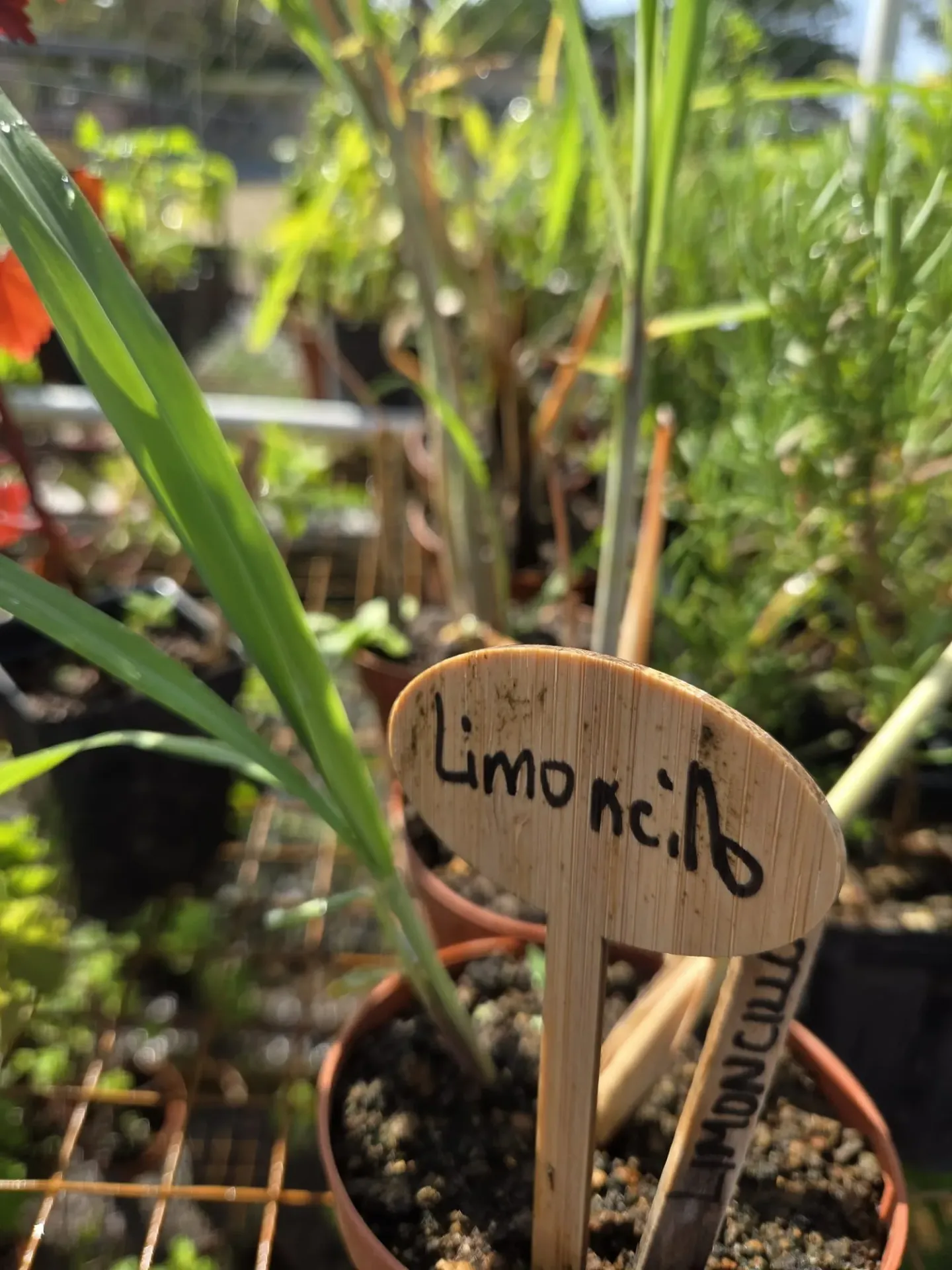 Planta de Limoncillo