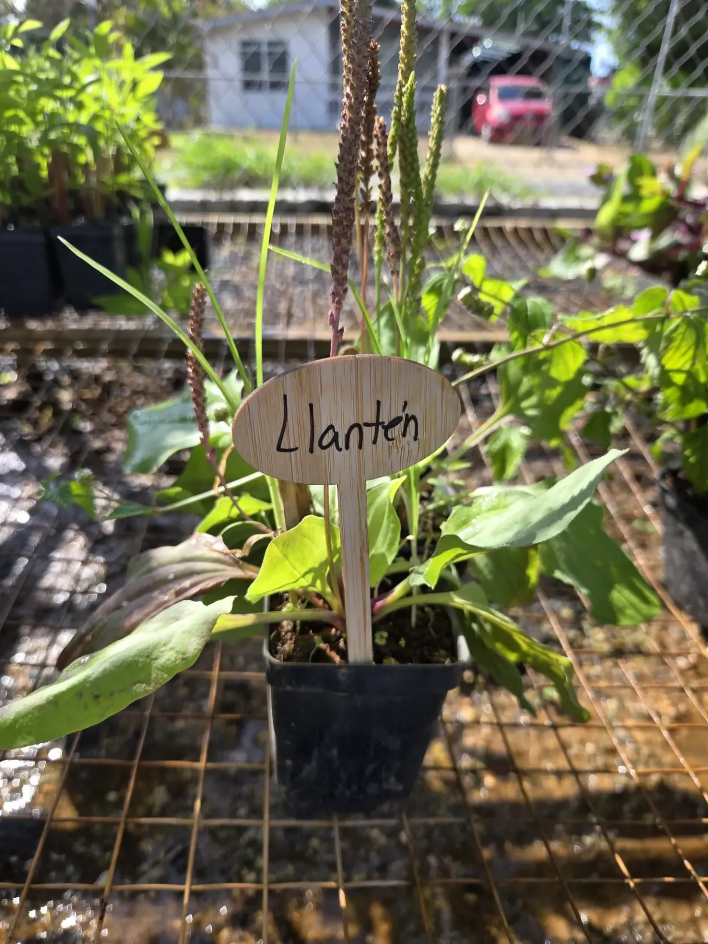 Planta de Llanten