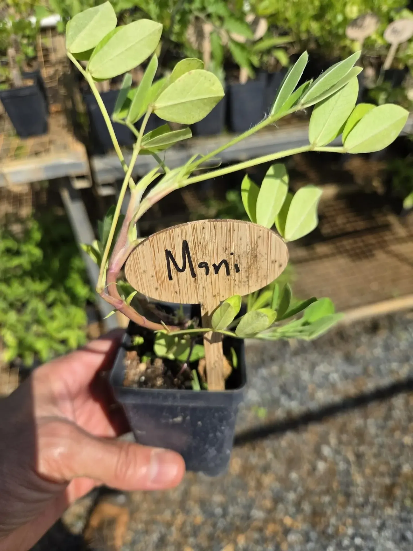 Planta de Mani