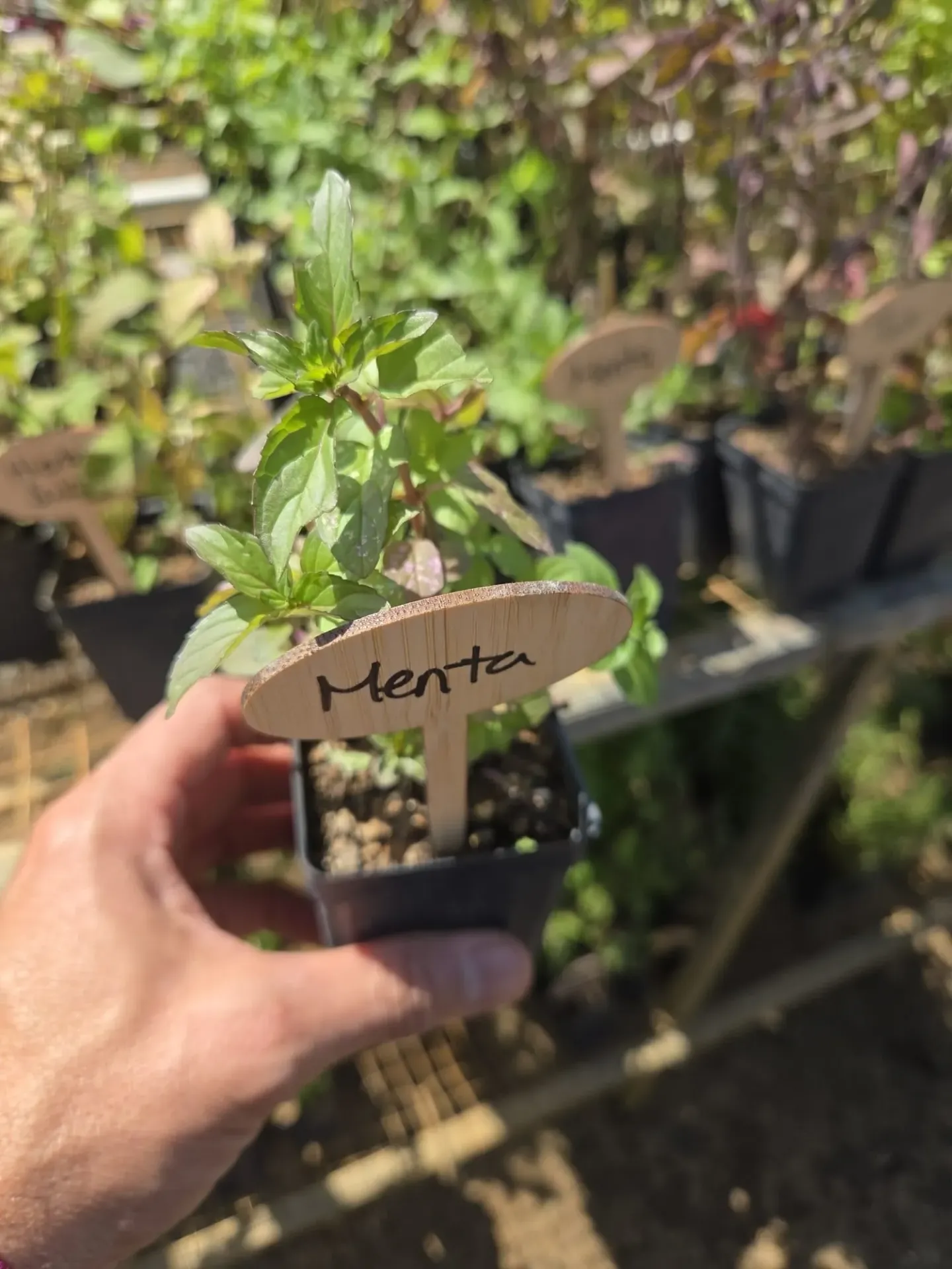 Planta de Menta