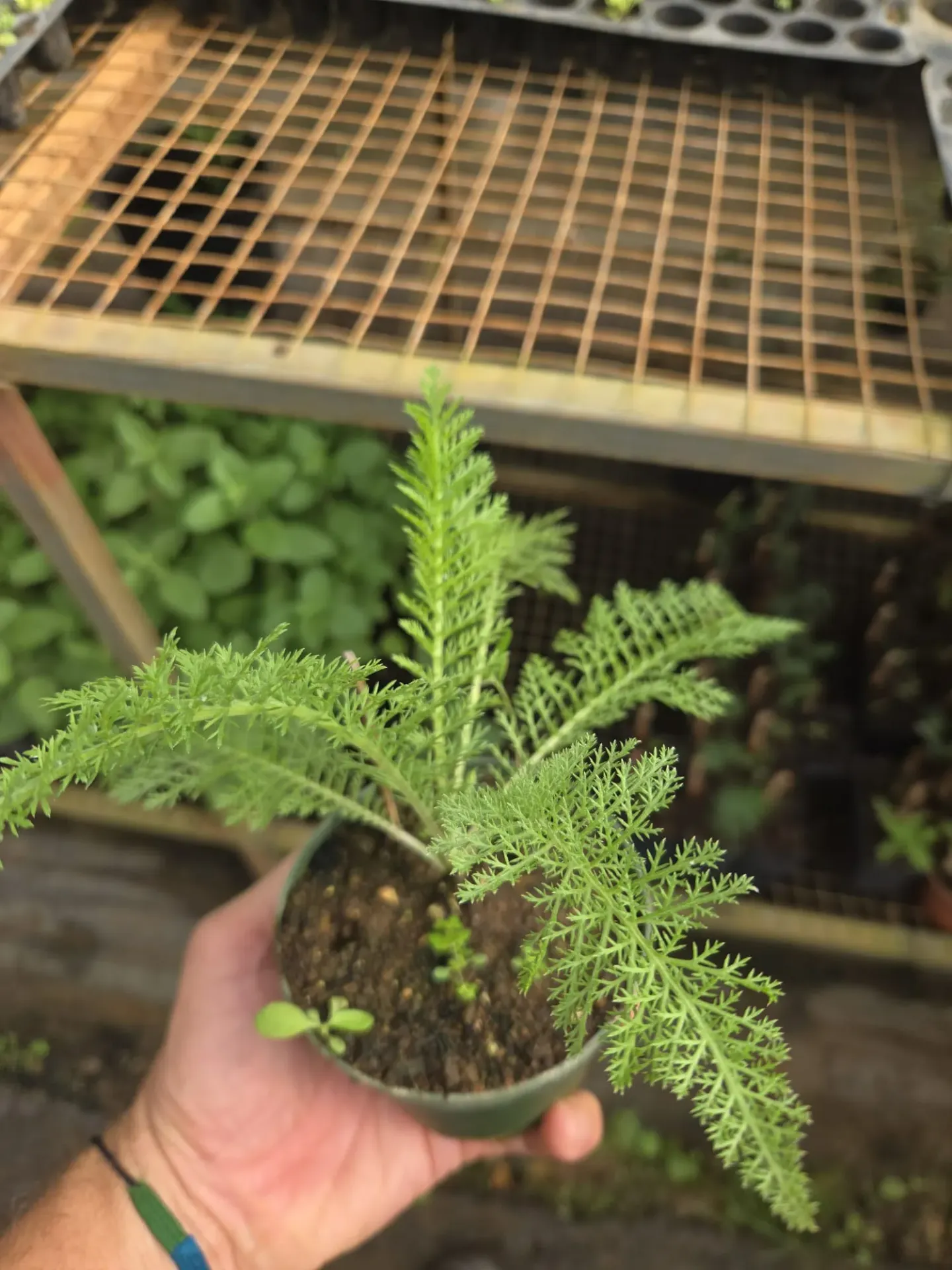 Planta de Milenrama