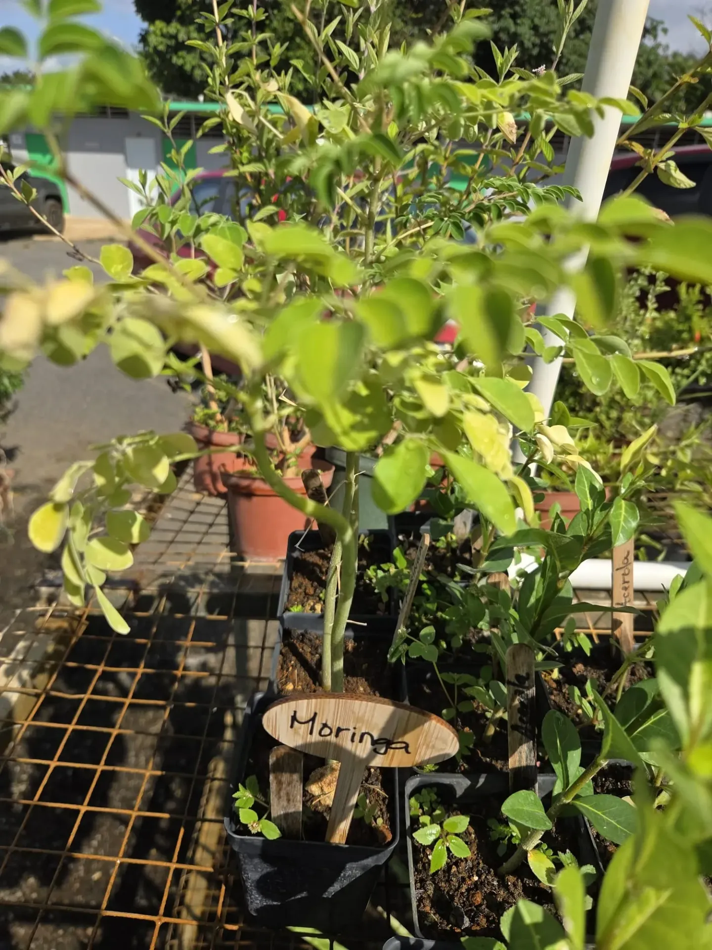 Planta de Moringa
