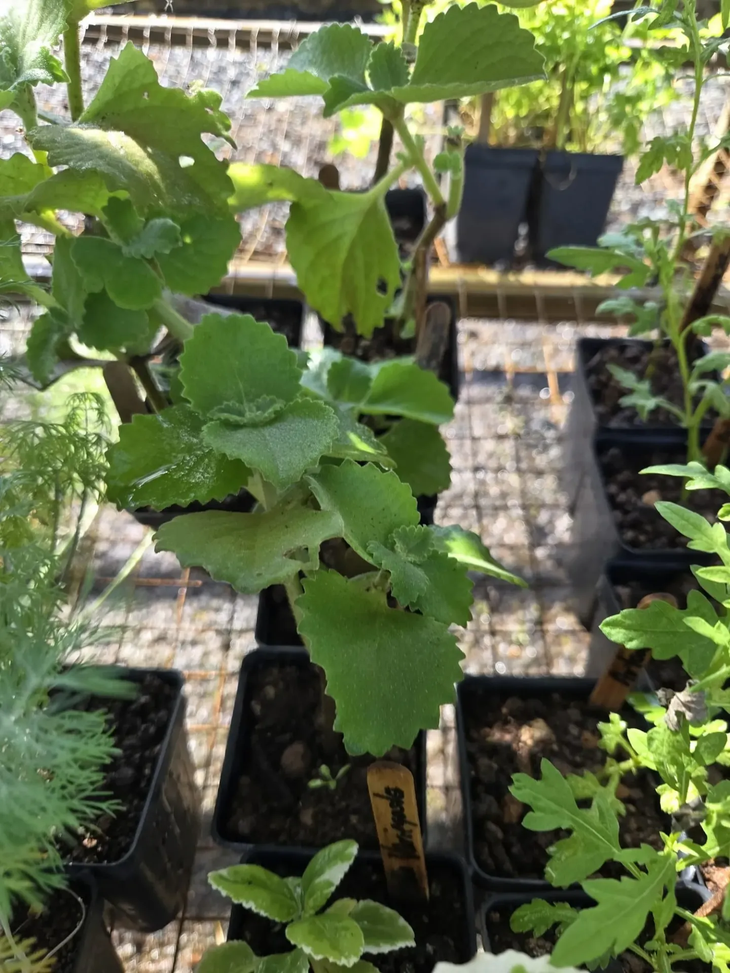 Planta de Oregano Brujo