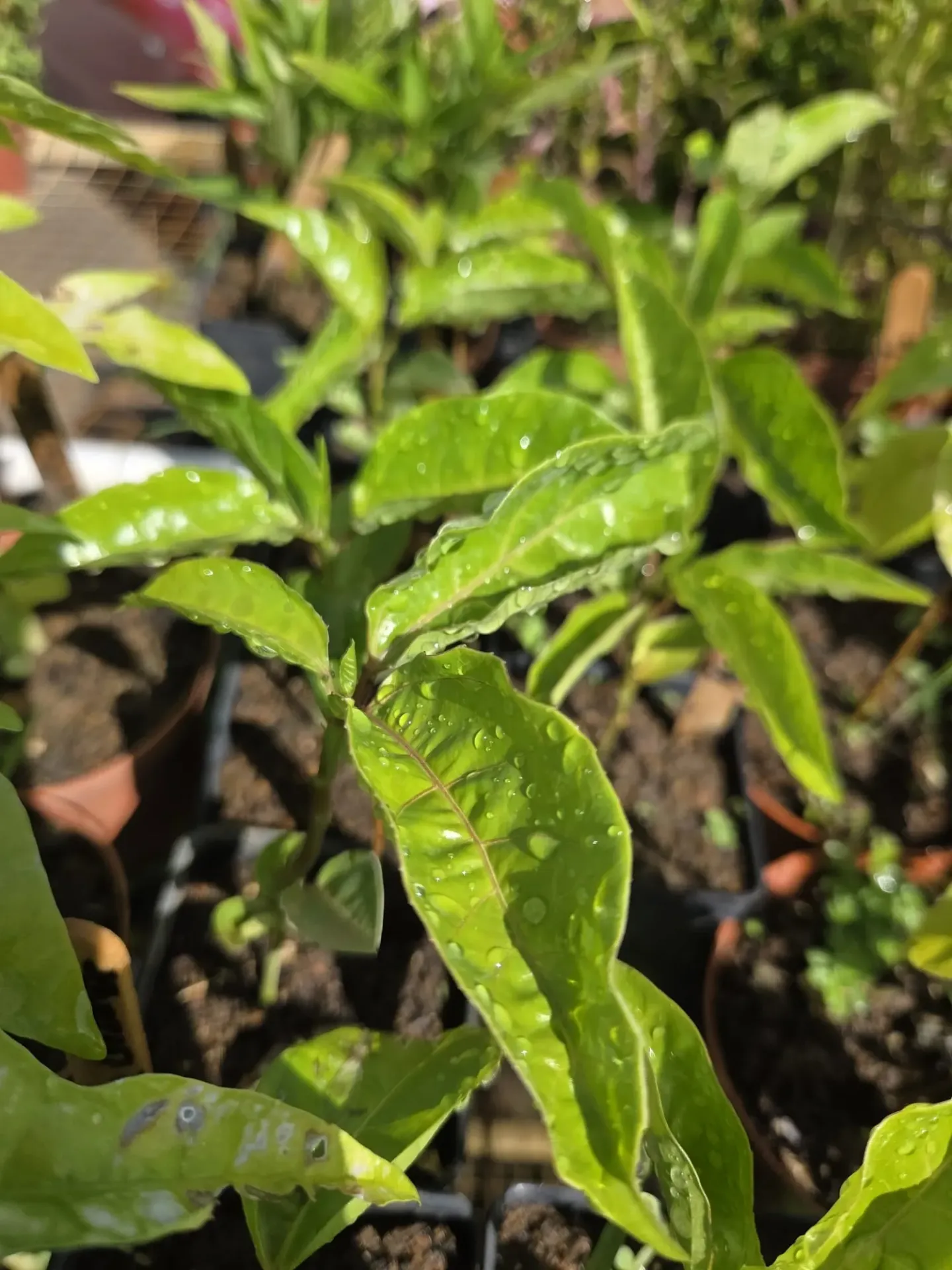 Planta de Parcha Puerto Rico