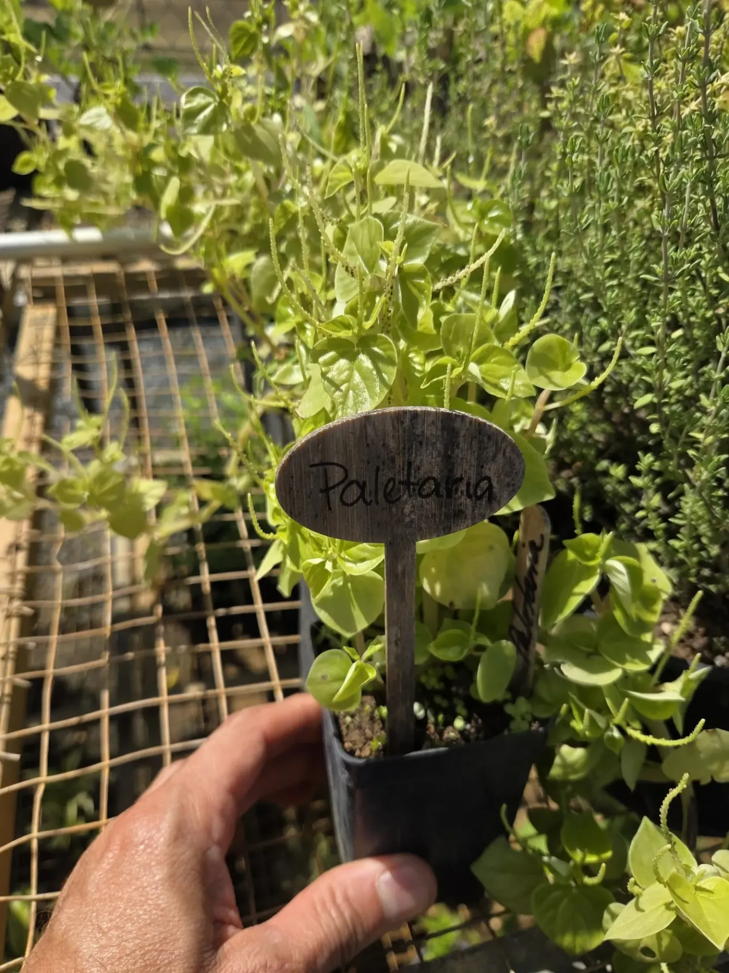 Planta de Paletaria