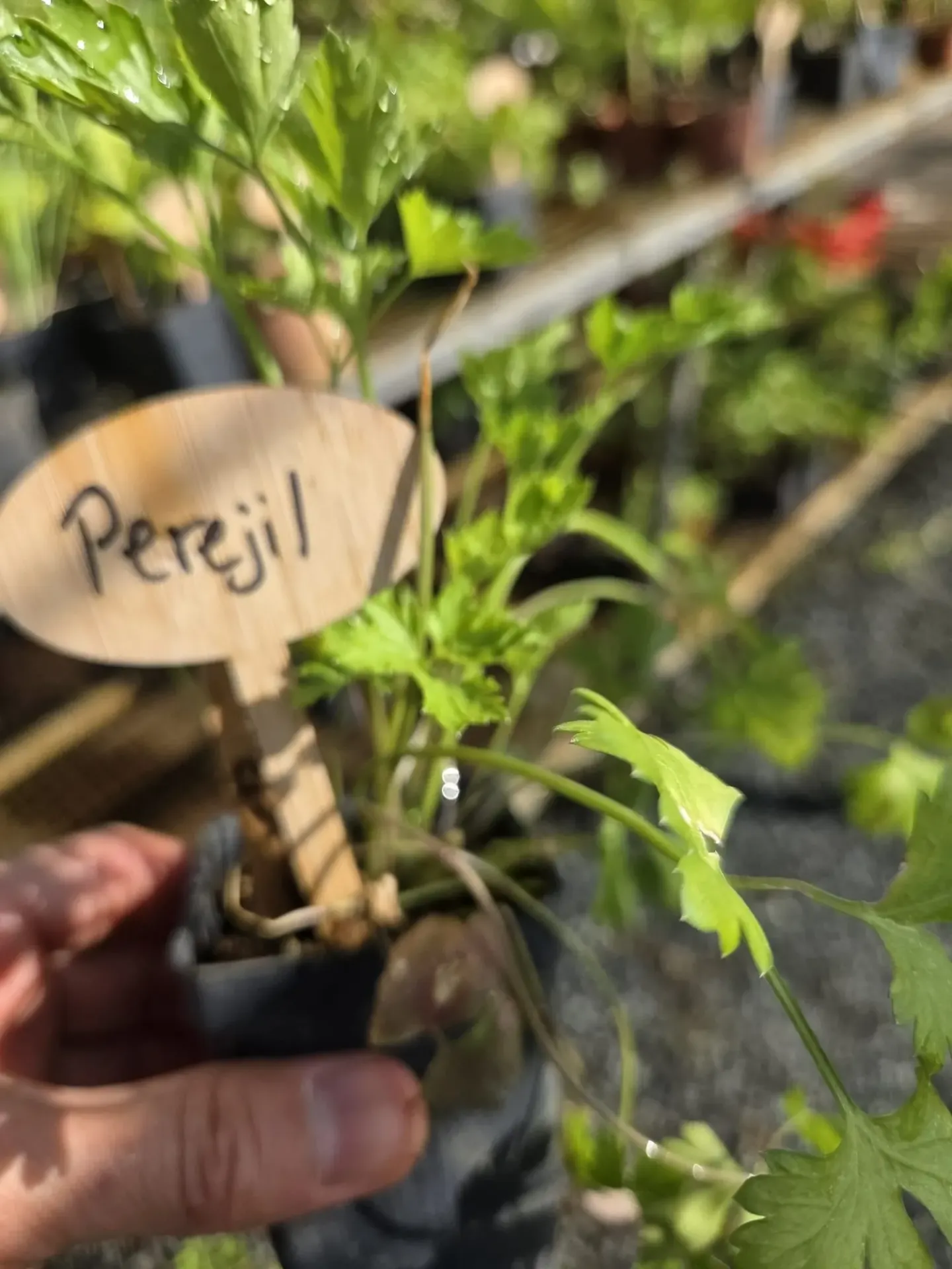 Planta de Perejil