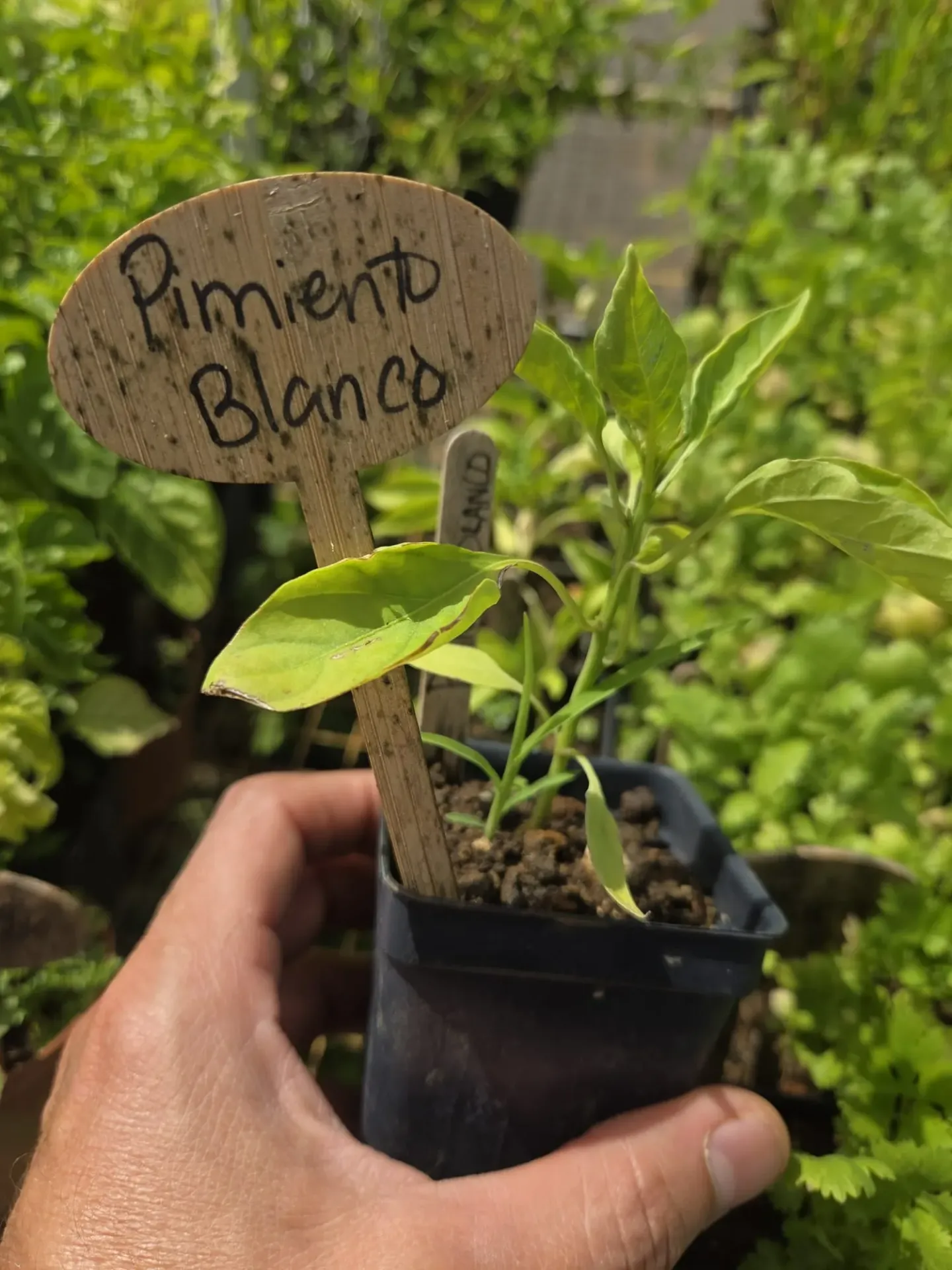 Planta de Pimiento de Cocinar