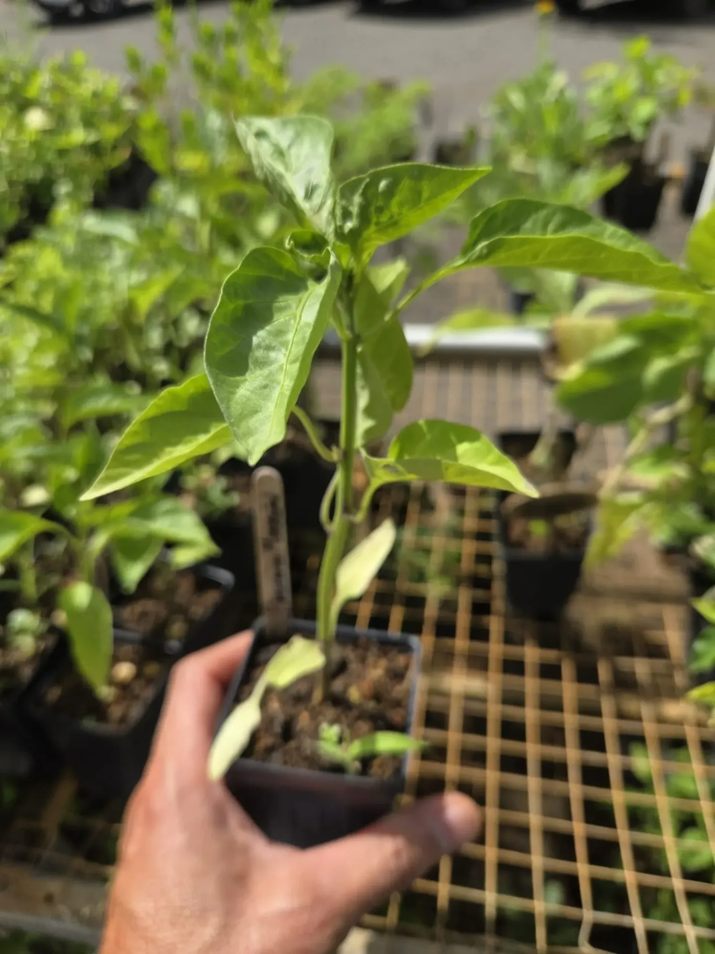 Planta de Pimiento Morron Amarillo