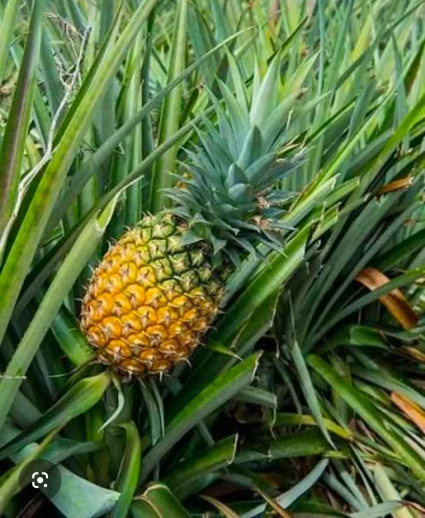 Planta de Piña Cabezona