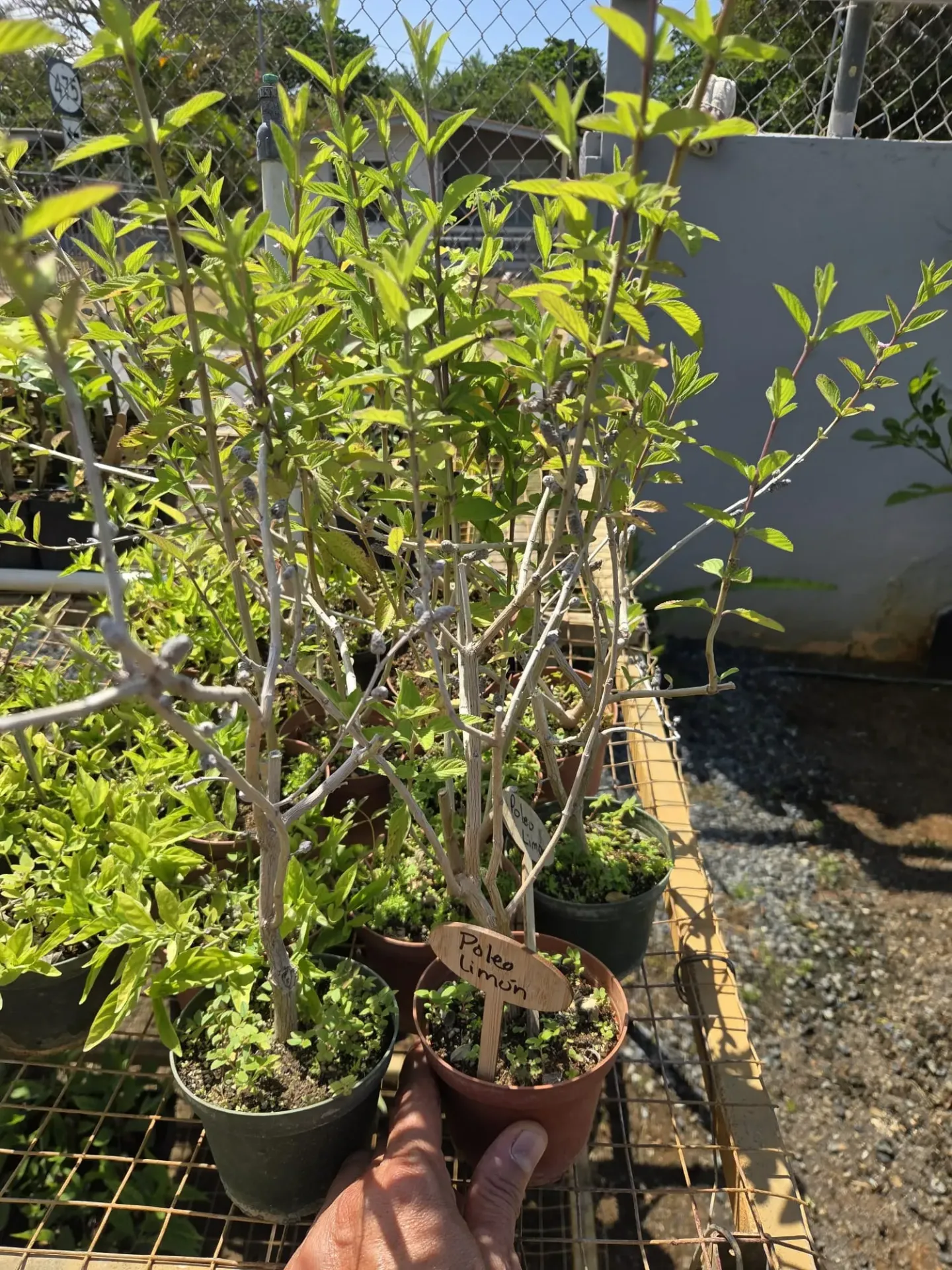 Planta de Poleo Limon