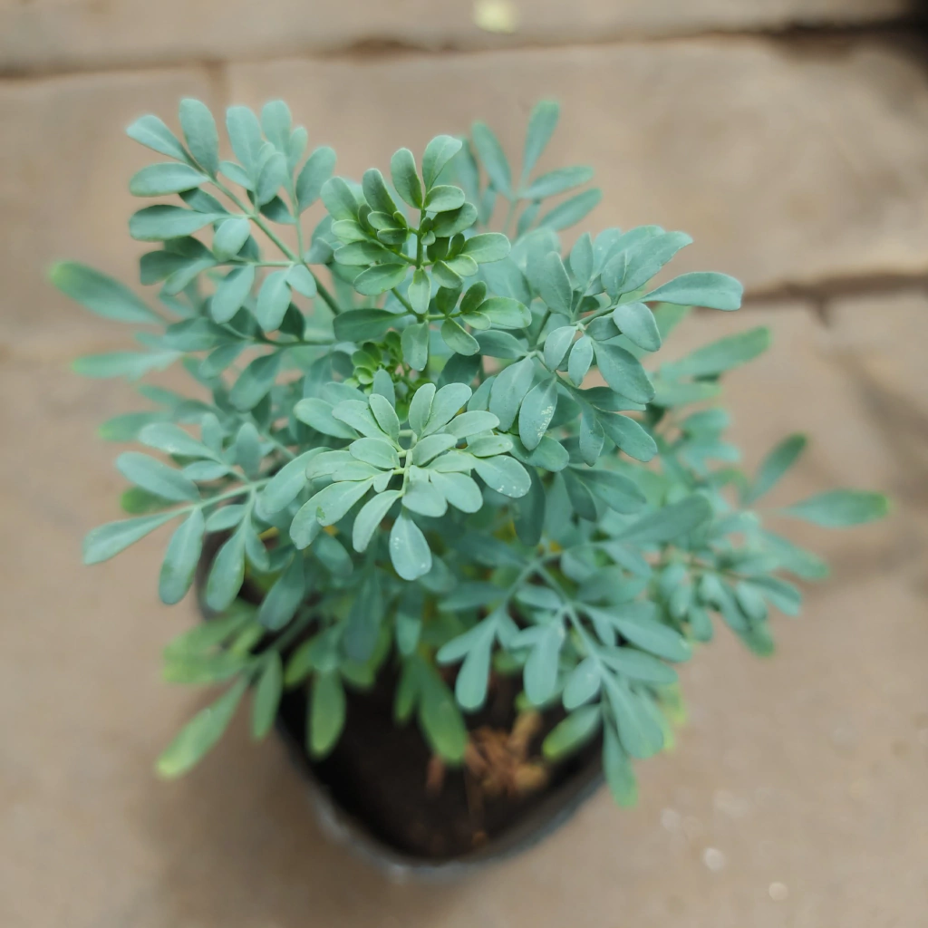 Planta de Ruda 5