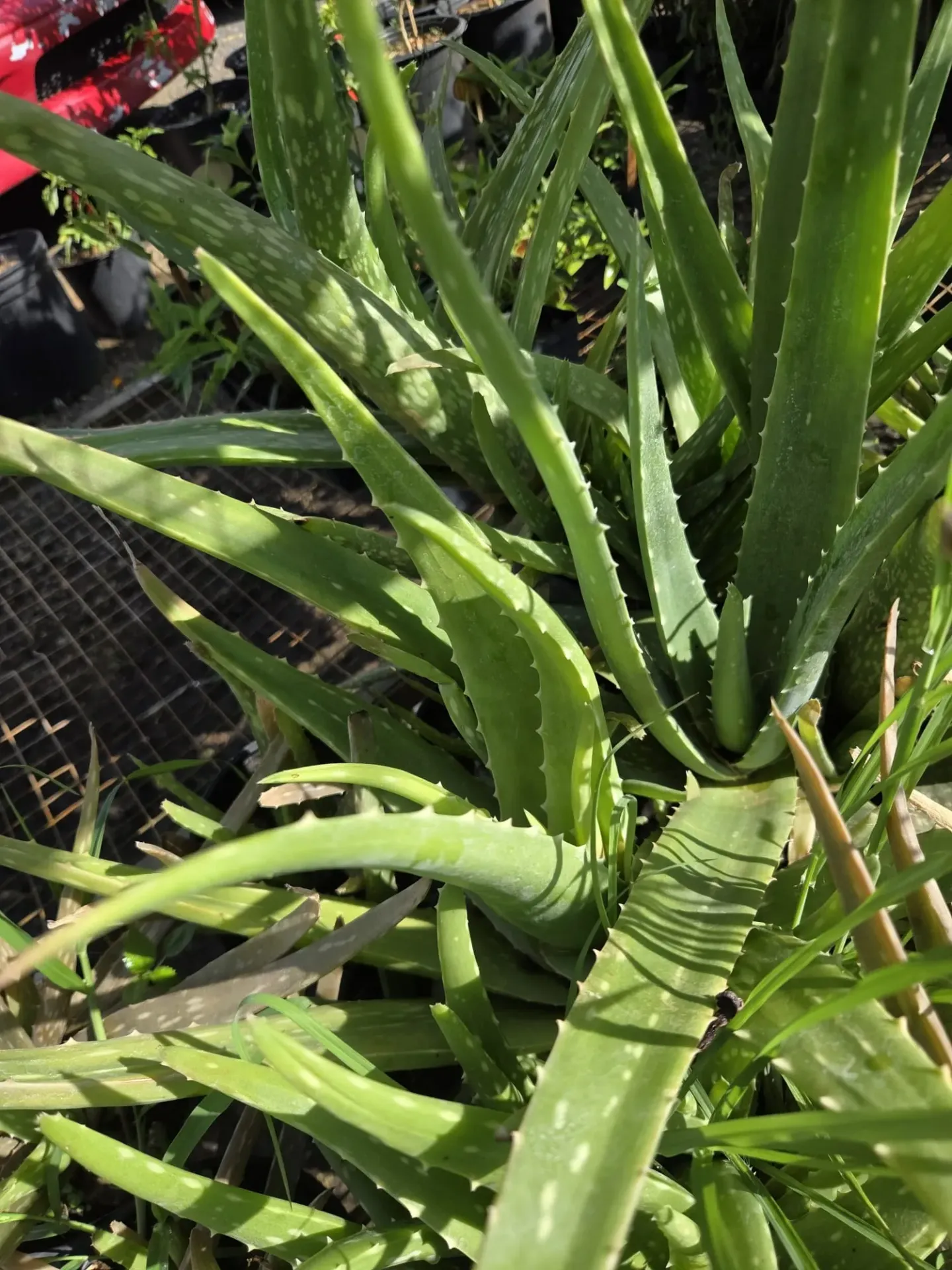 Planta de Sabila