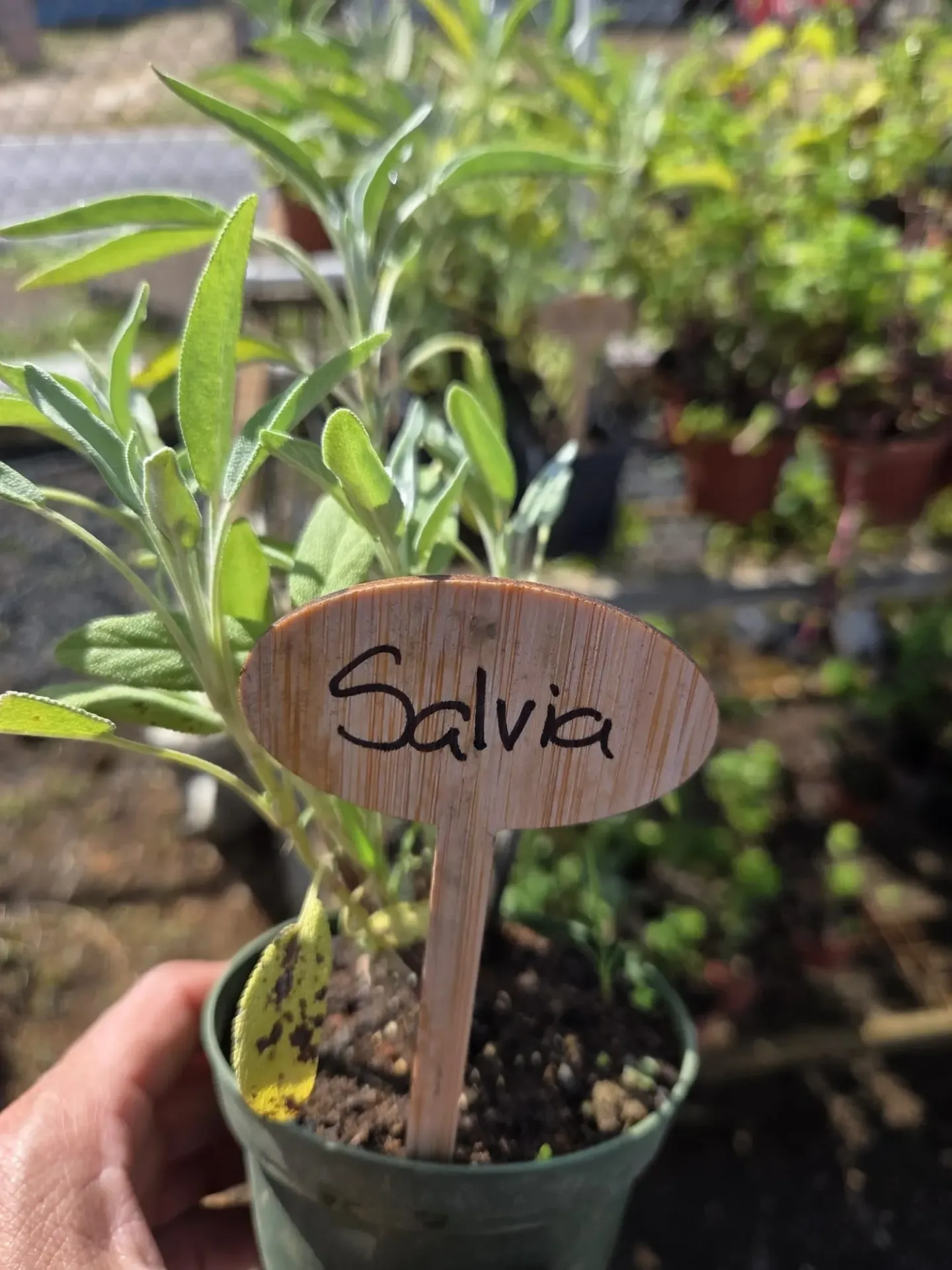 Planta de Salvia
