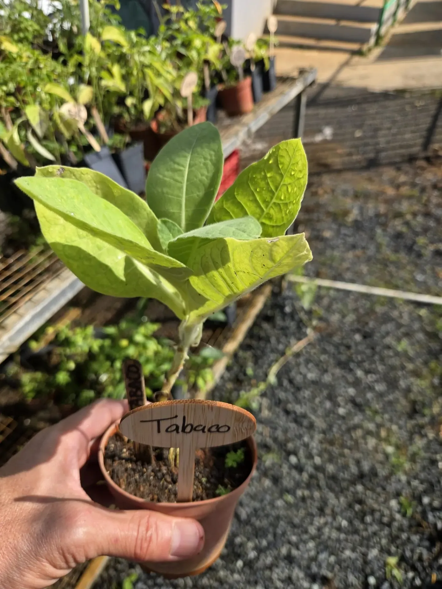 Planta de Tabaco