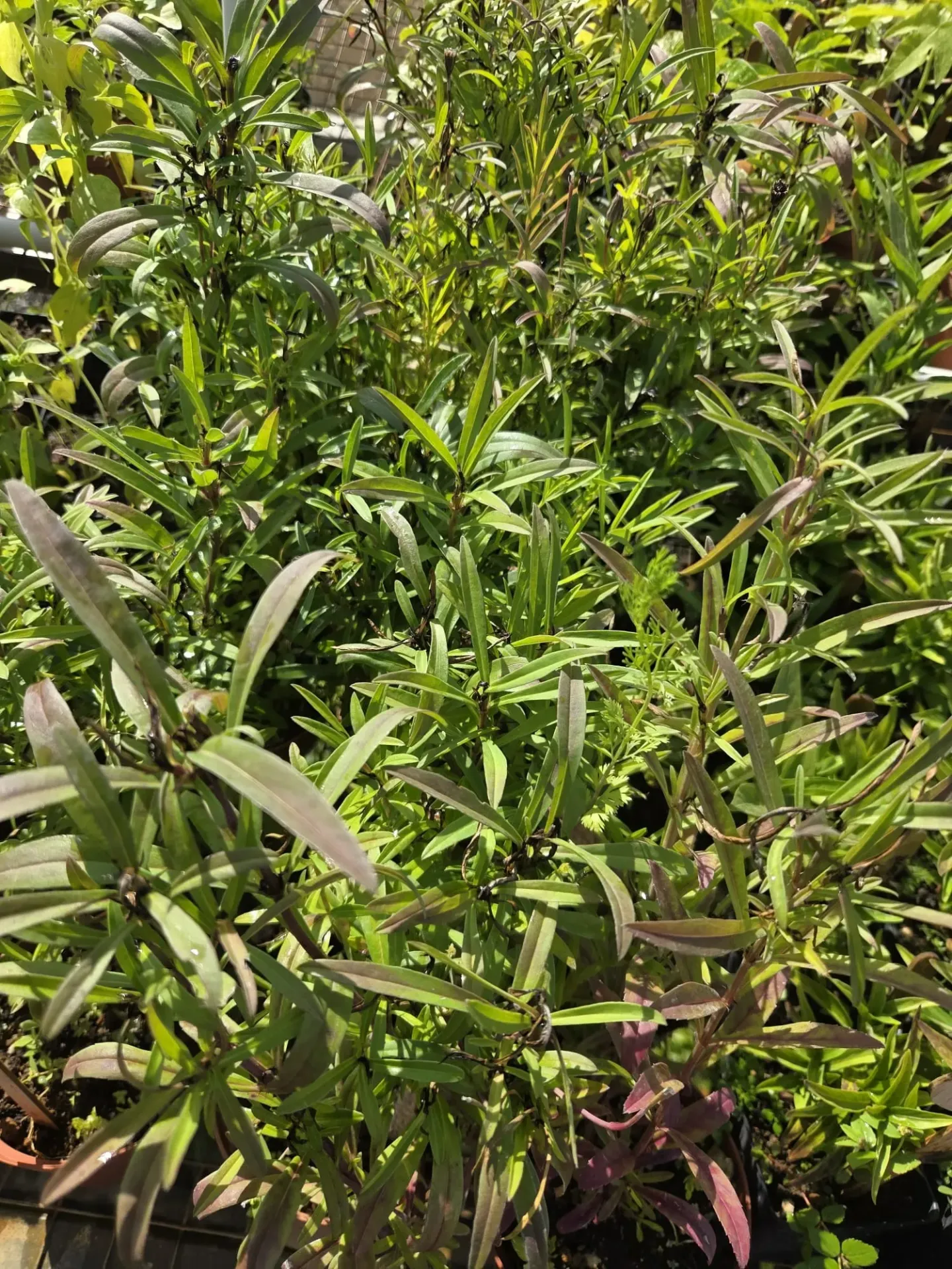 Planta de Tarragon