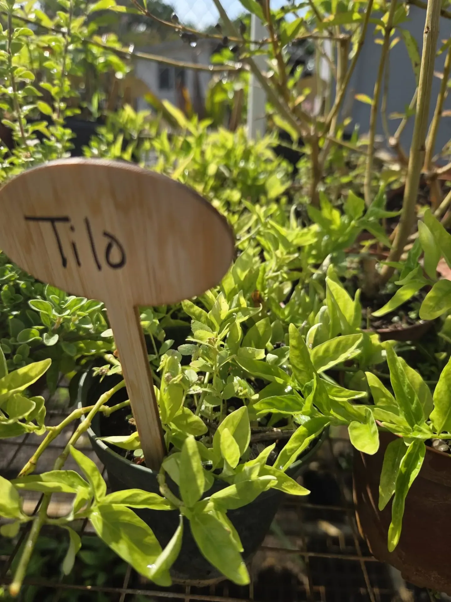 Planta de Tilo