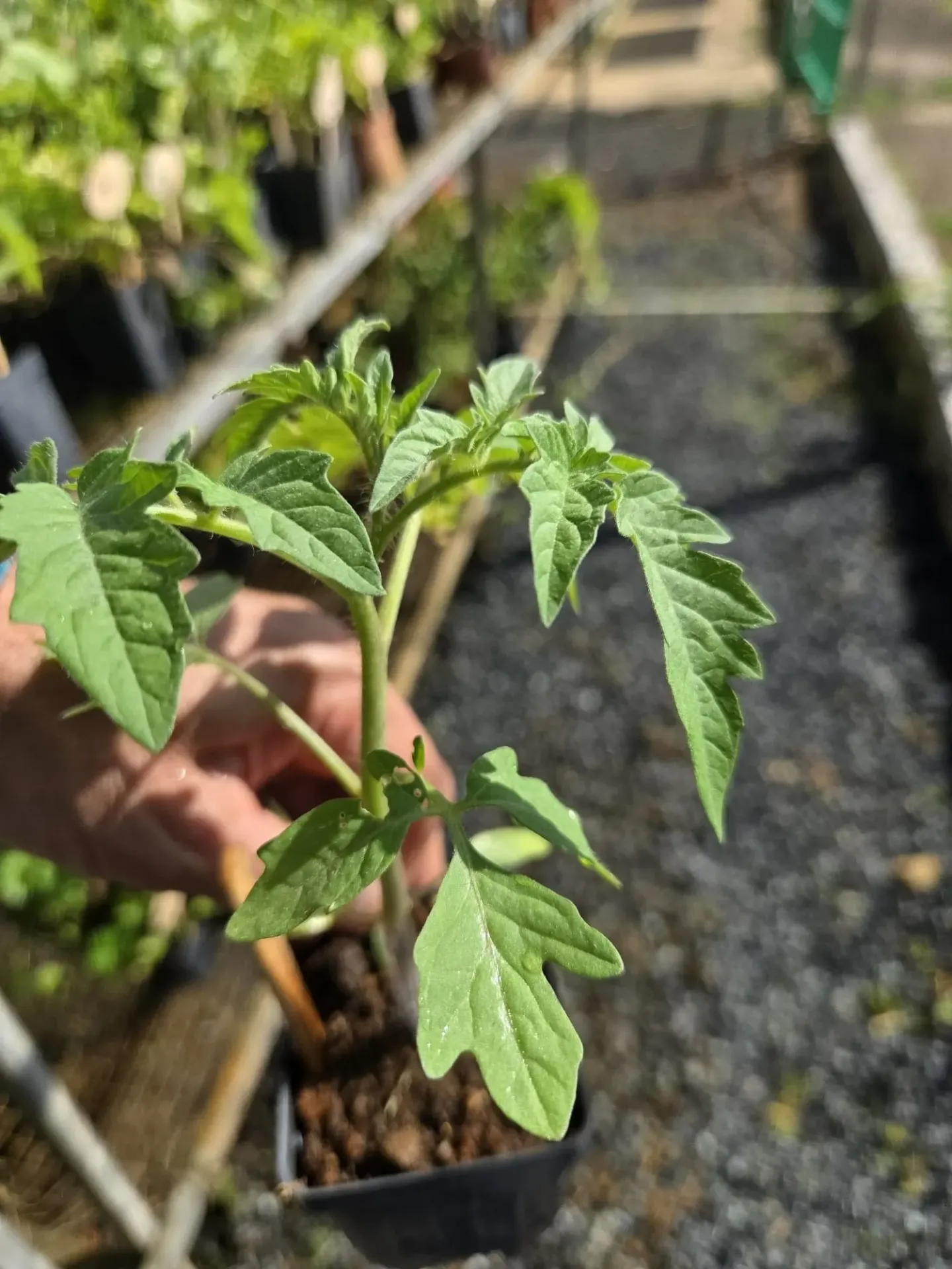 Planta de Tomate Homested