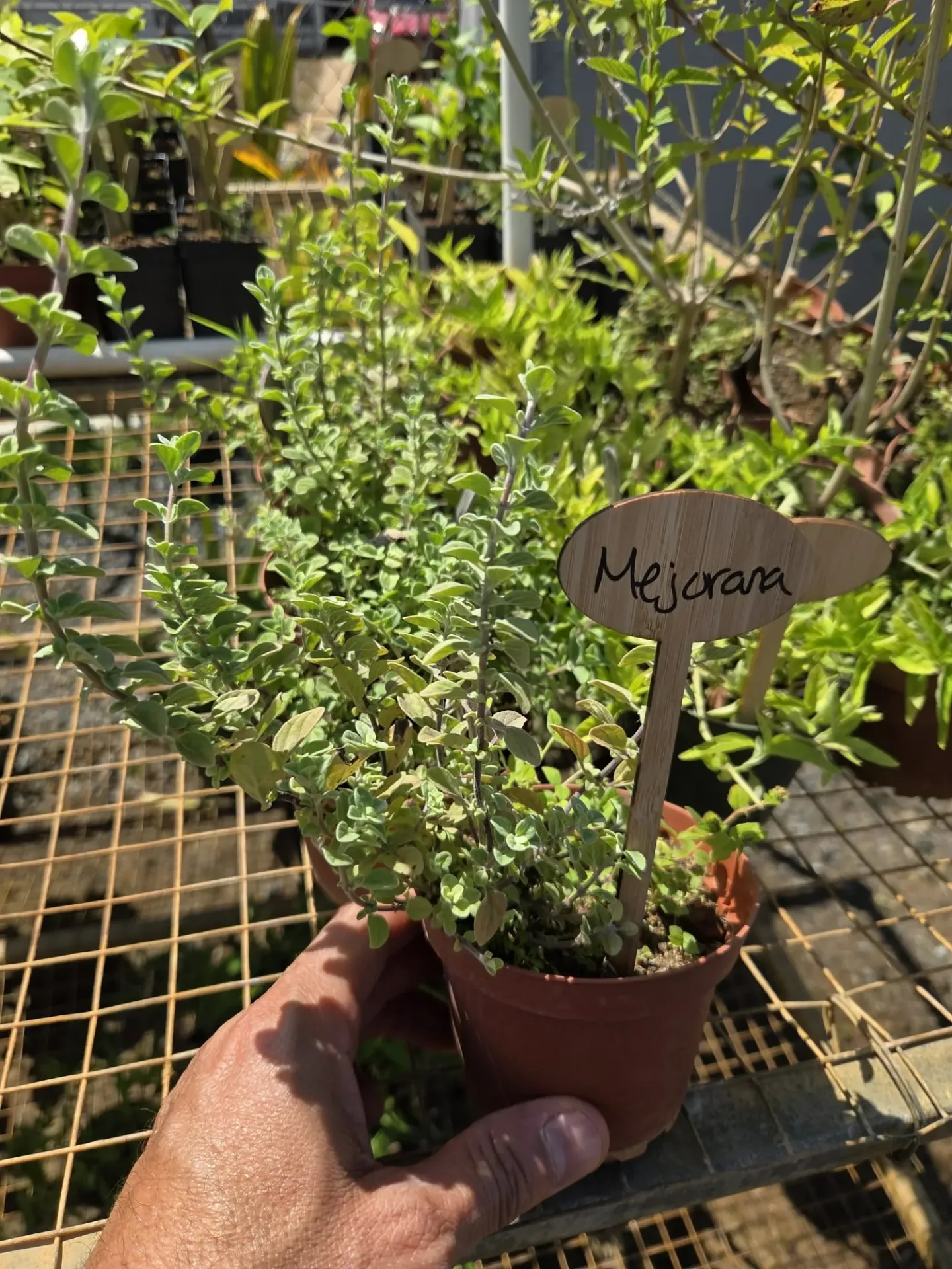 Planta de Mejorana