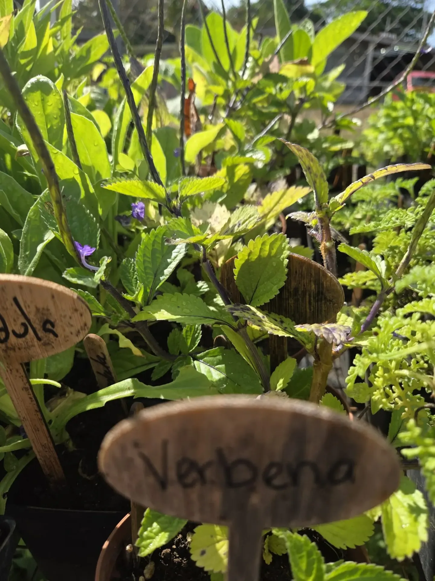 Planta de Verbena
