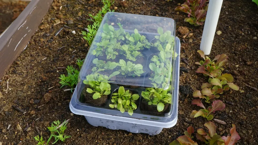 Semillero de 12 Hoyos Plástico con Tapa \ Seed Tray 12 Holes