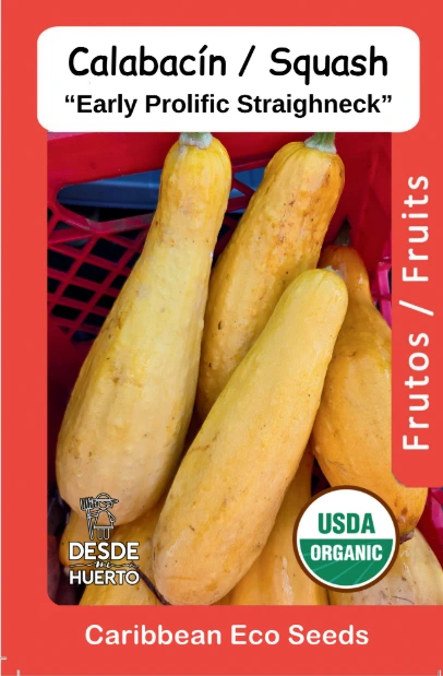Calabacin \ Zucchini "Amarillo" (Paquete (12 sem aprox))