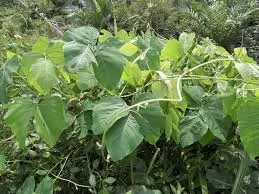 Mucuna Cobertora