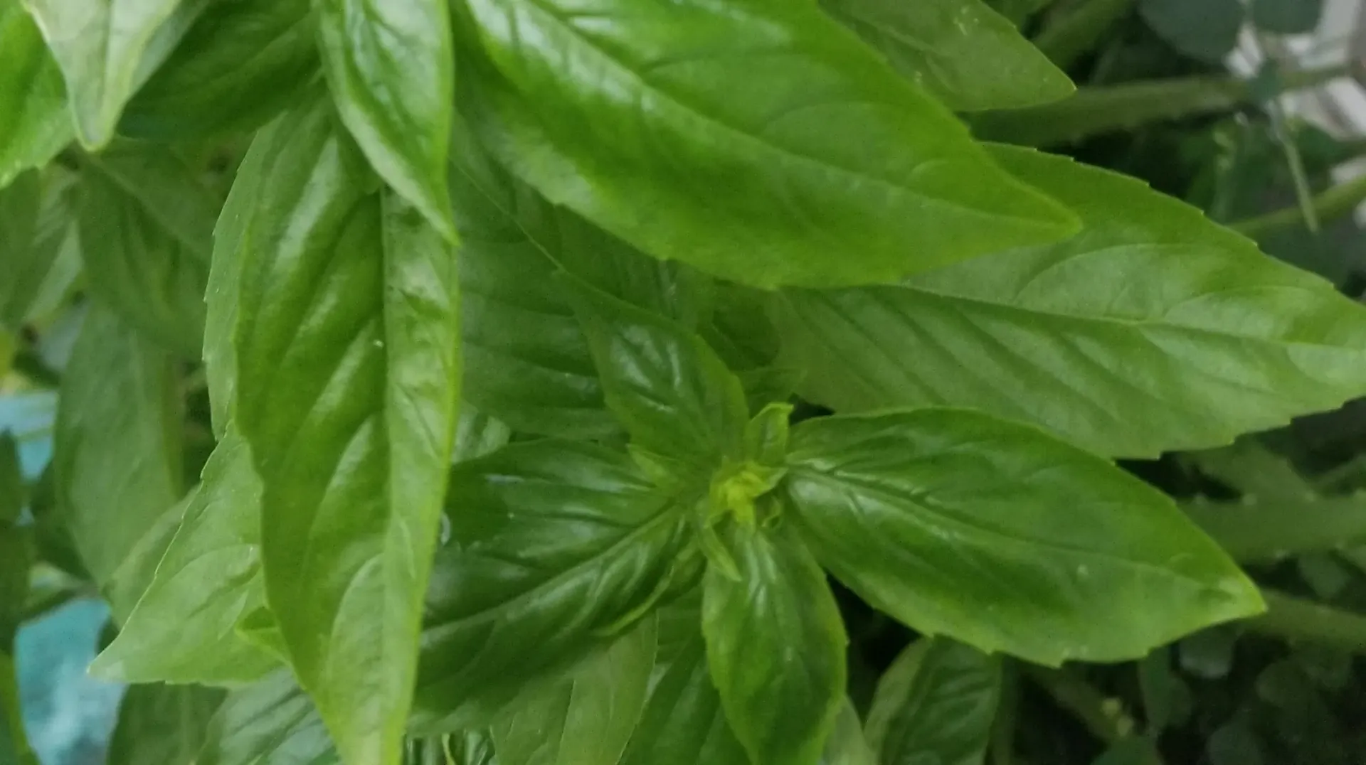 Planta de Albahaca Genovese