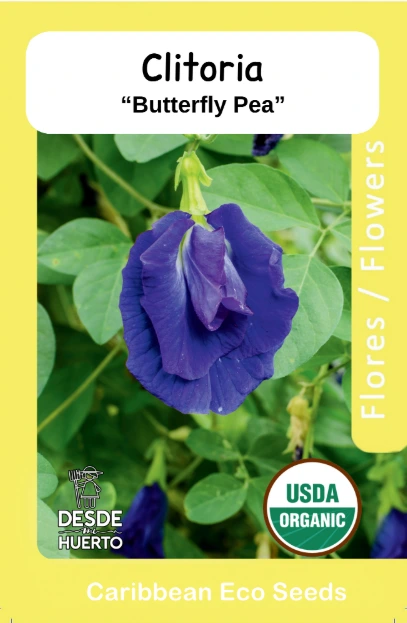 Butterfly Pea/ Clitoria