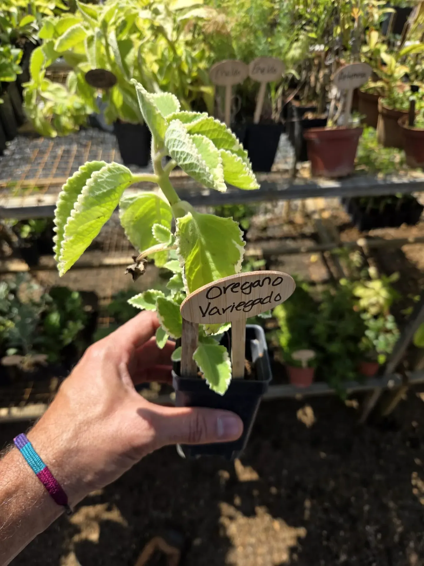 Planta de Oregano Brujo Variegado