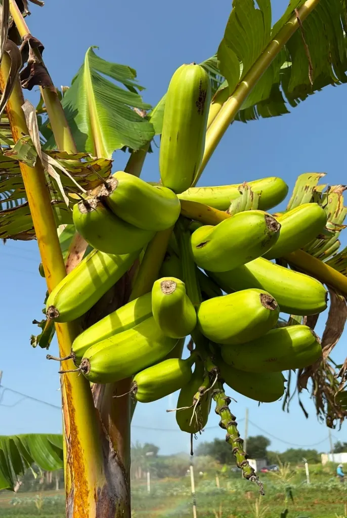 Bulbo de Platano \ Plantain Bulb "Hawaiian"