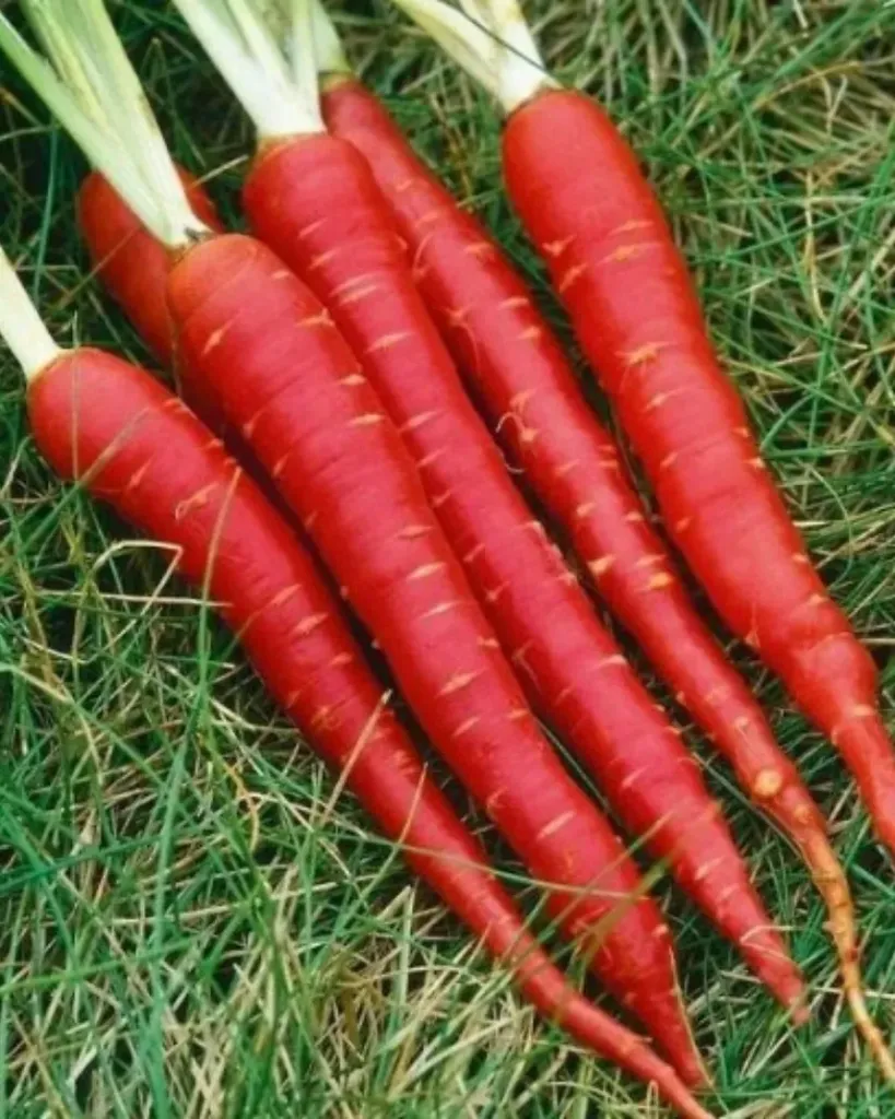 Carrot "Atomic Red"