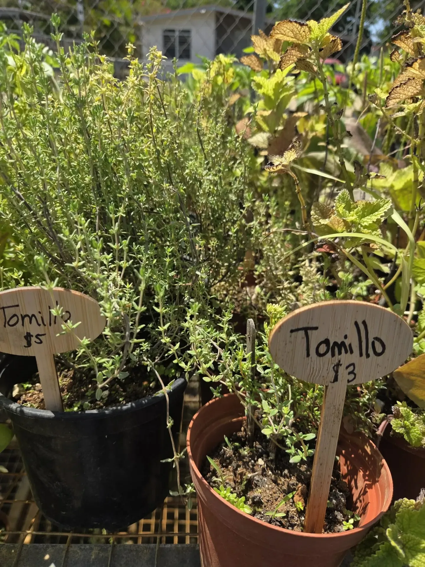 Planta de Tomillo 5